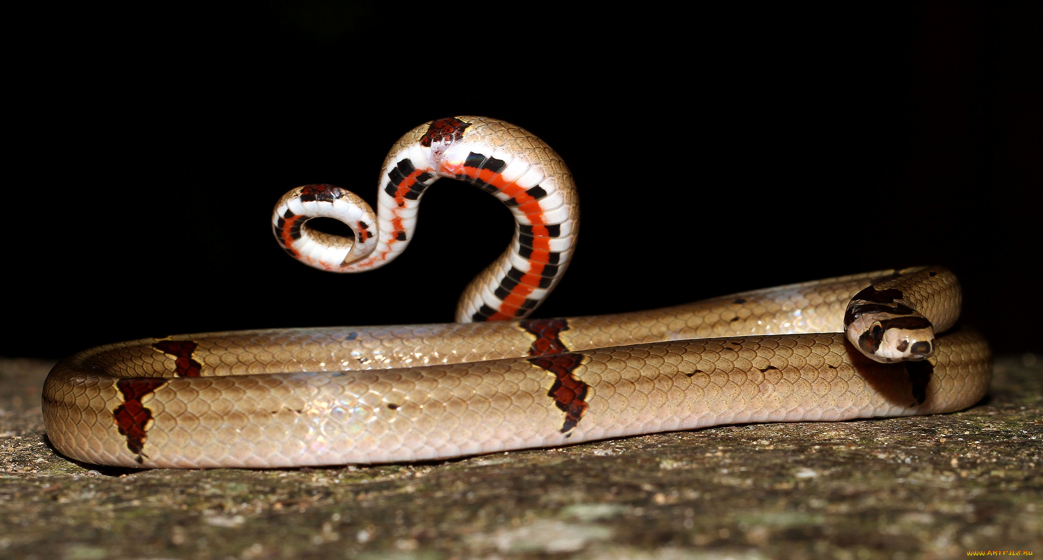 животные, змеи, , питоны, , кобры, змея