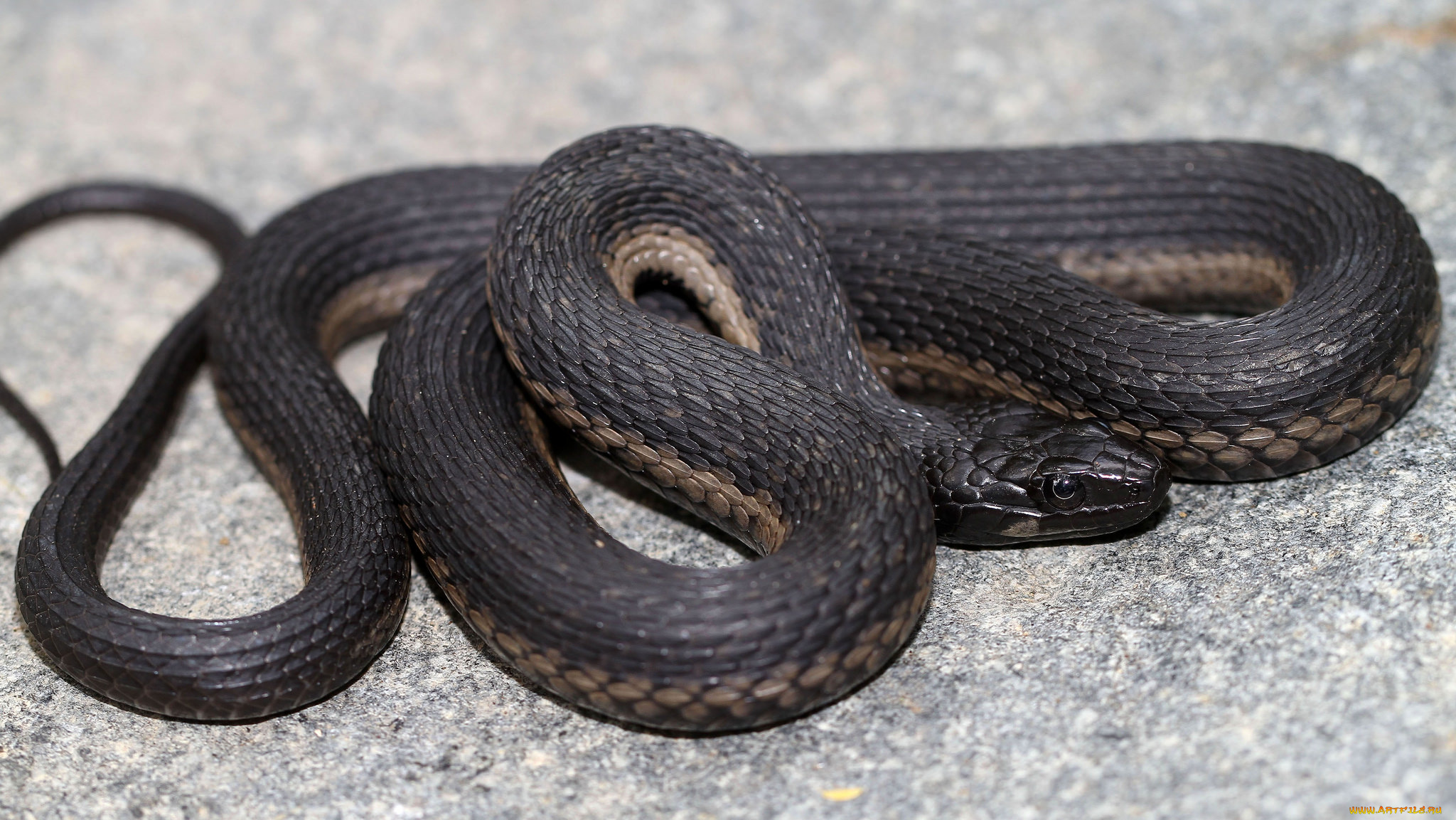 животные, змеи, , питоны, , кобры, змея