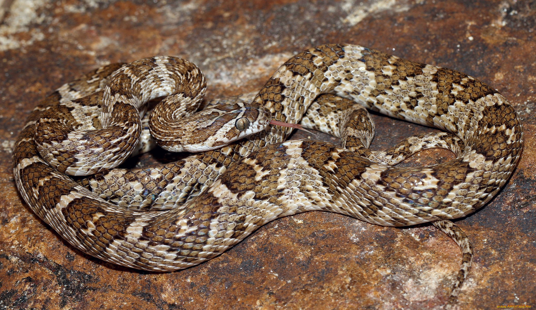 животные, змеи, , питоны, , кобры, змея