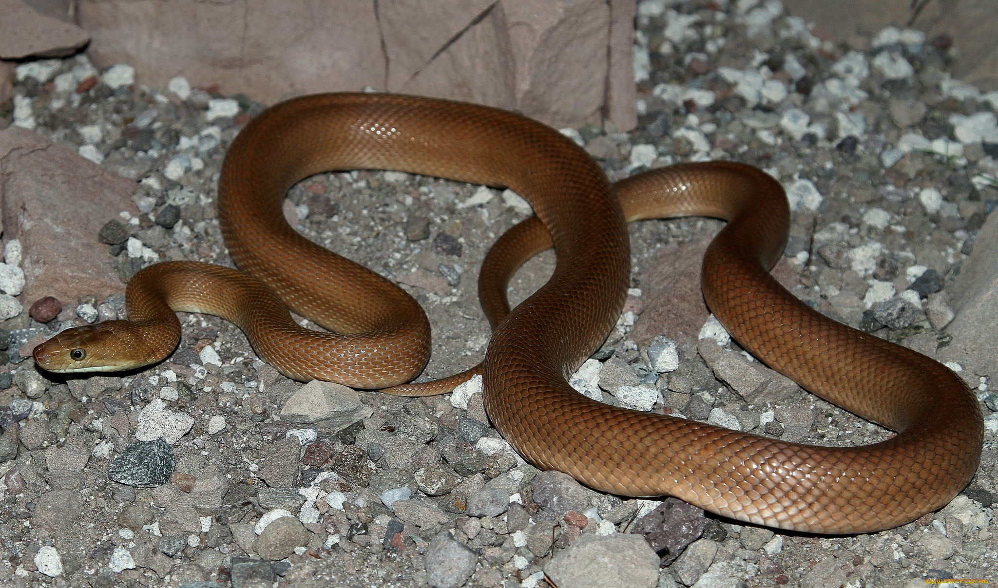 животные, змеи, , питоны, , кобры, змея