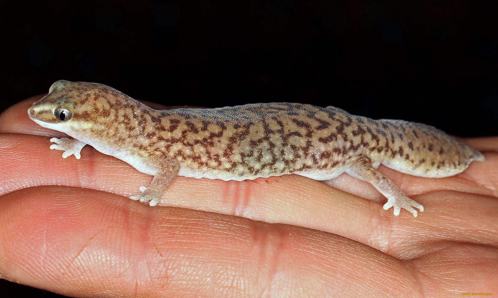 животные, Ящерицы, , игуаны, , вараны, геккон