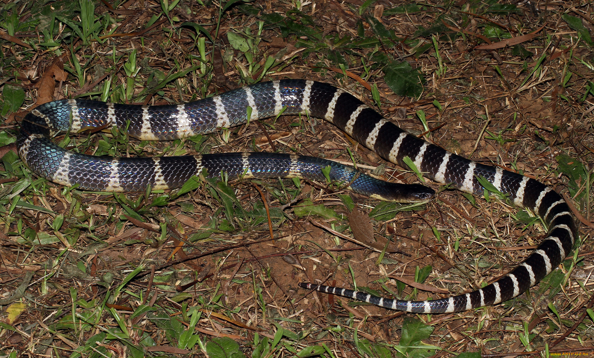 животные, змеи, , питоны, , кобры, змея