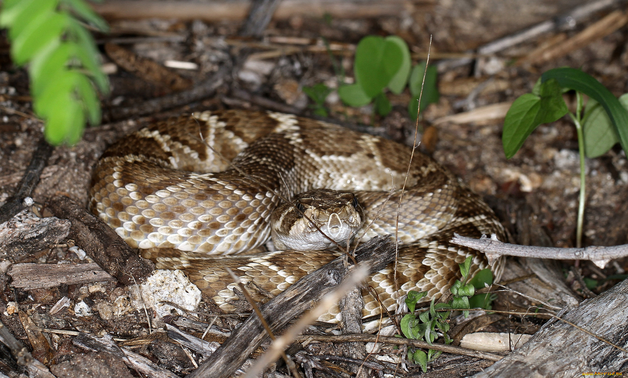 животные, змеи, , питоны, , кобры, змея