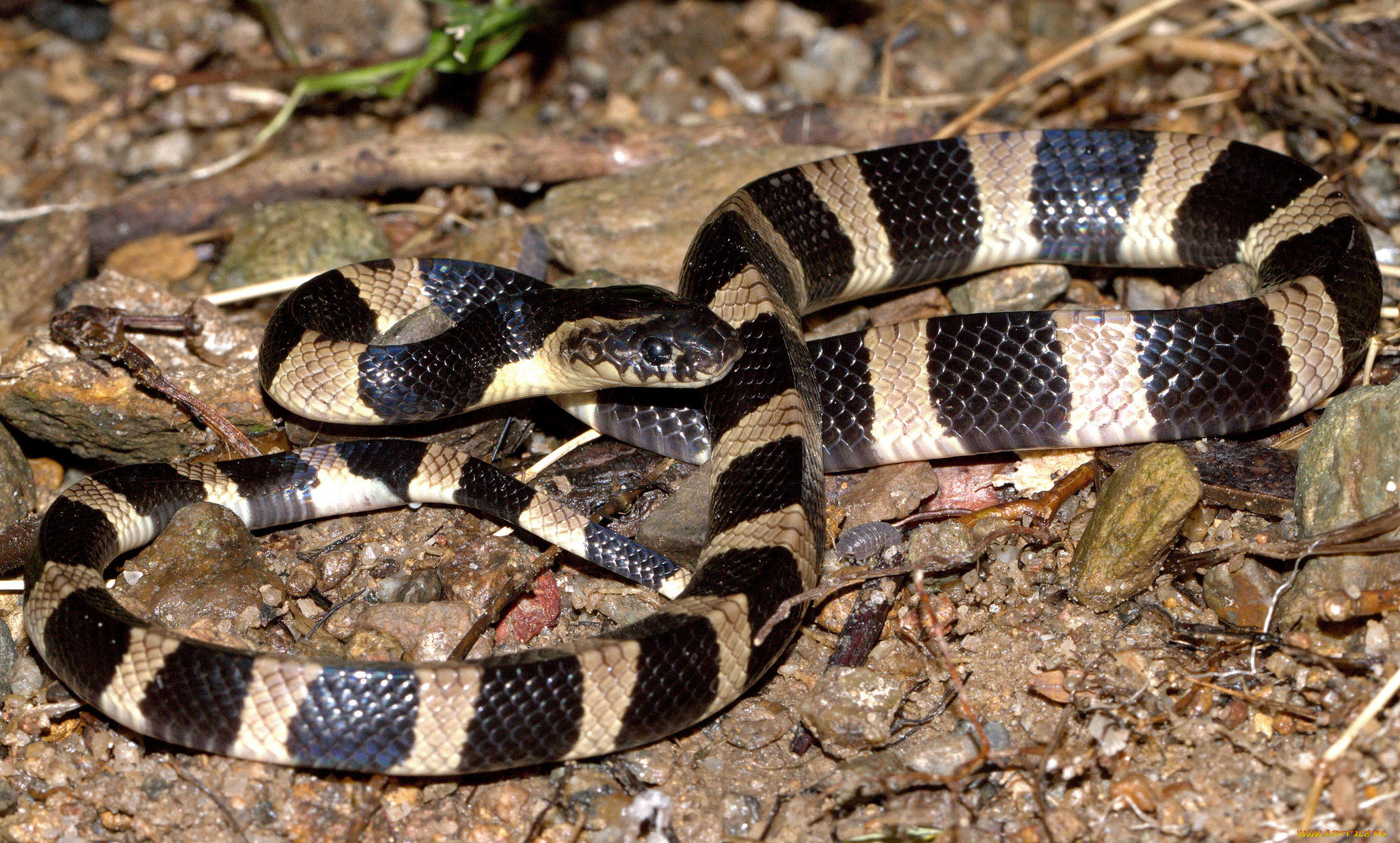 животные, змеи, , питоны, , кобры, змея