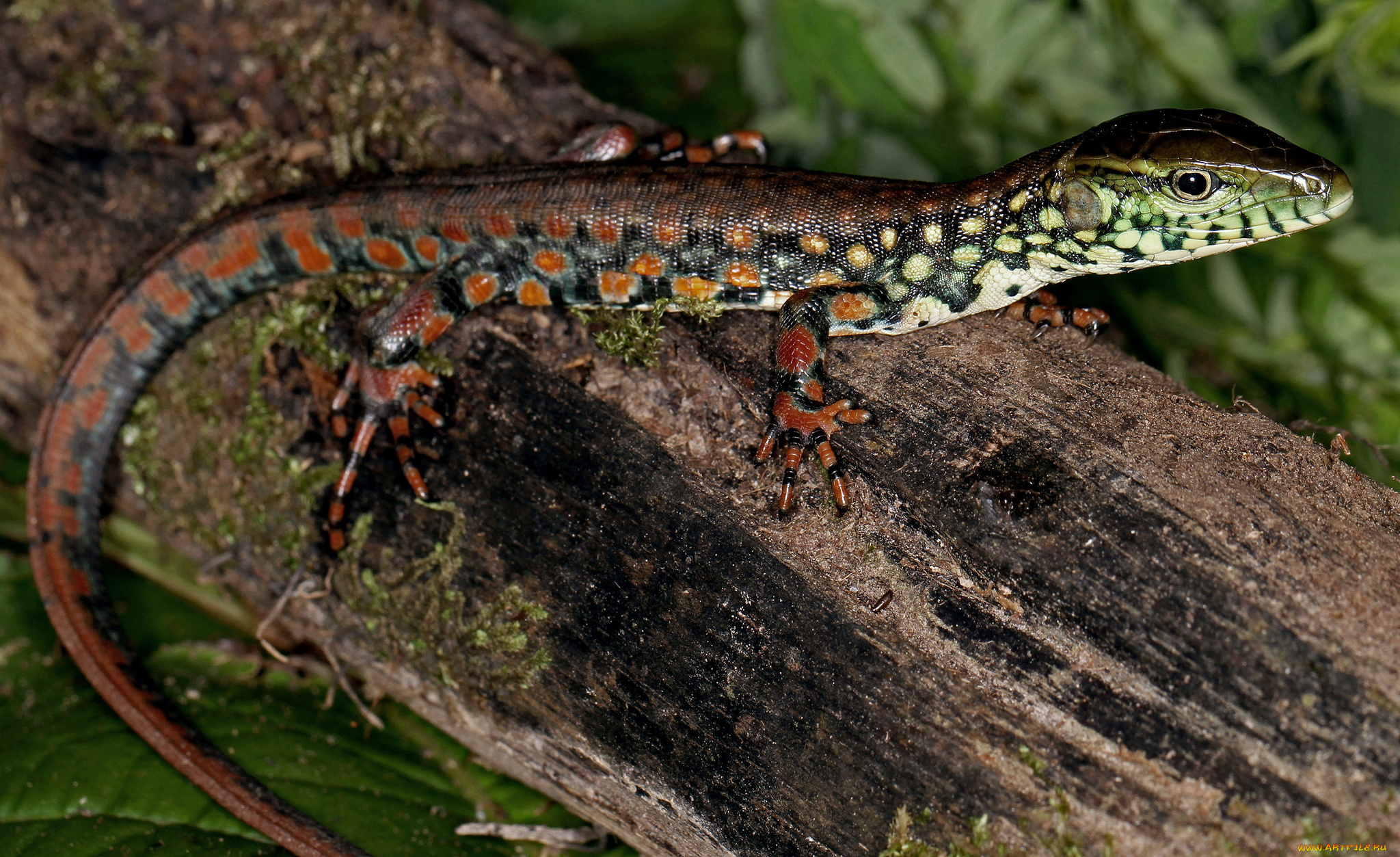 животные, Ящерицы, , игуаны, , вараны, ящерка, дерево