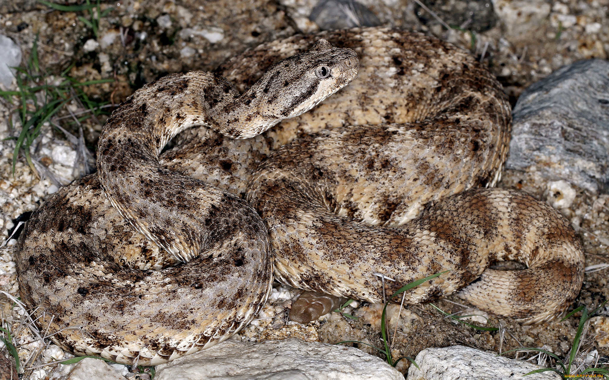 животные, змеи, , питоны, , кобры, змея