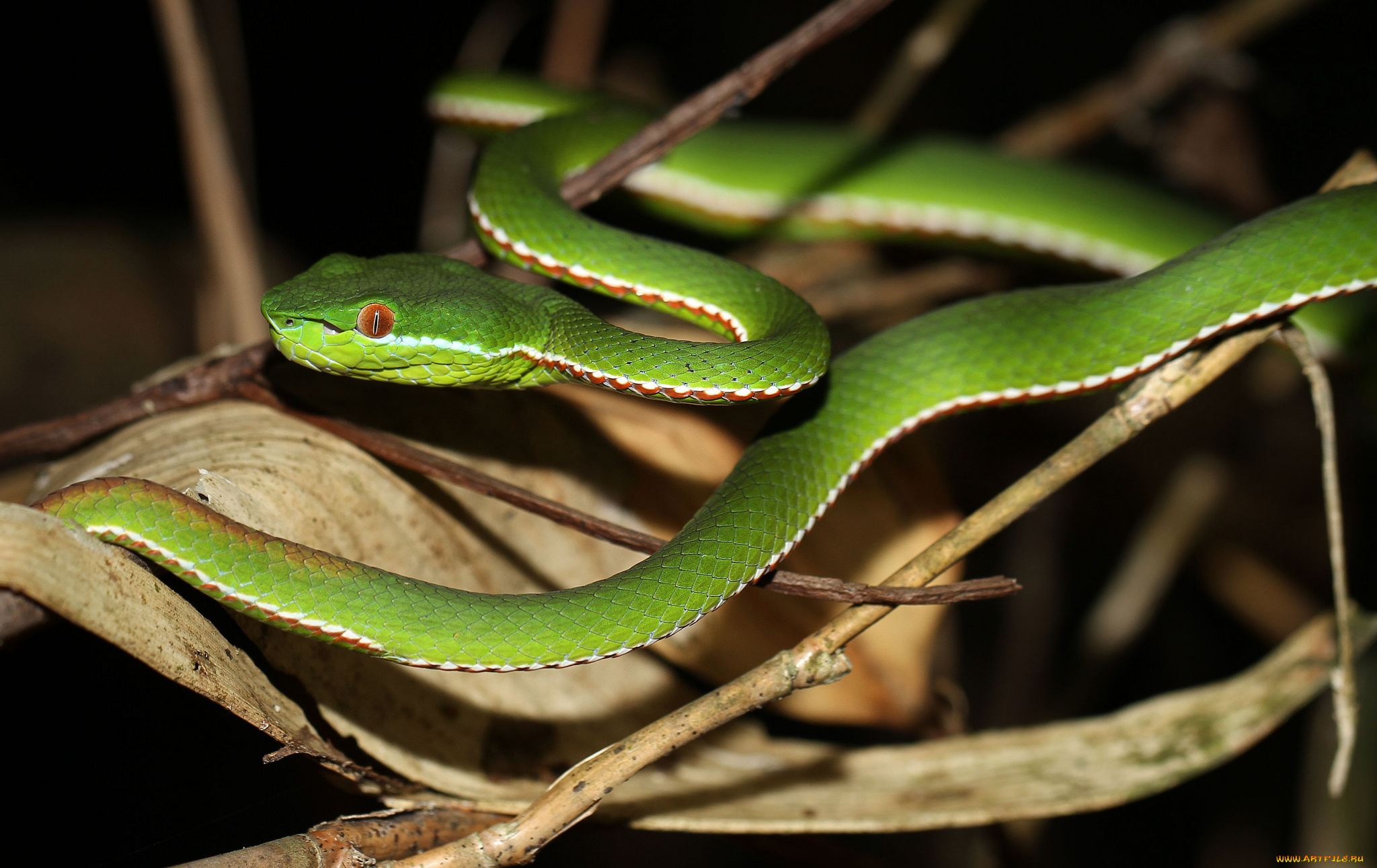 животные, змеи, , питоны, , кобры, змея