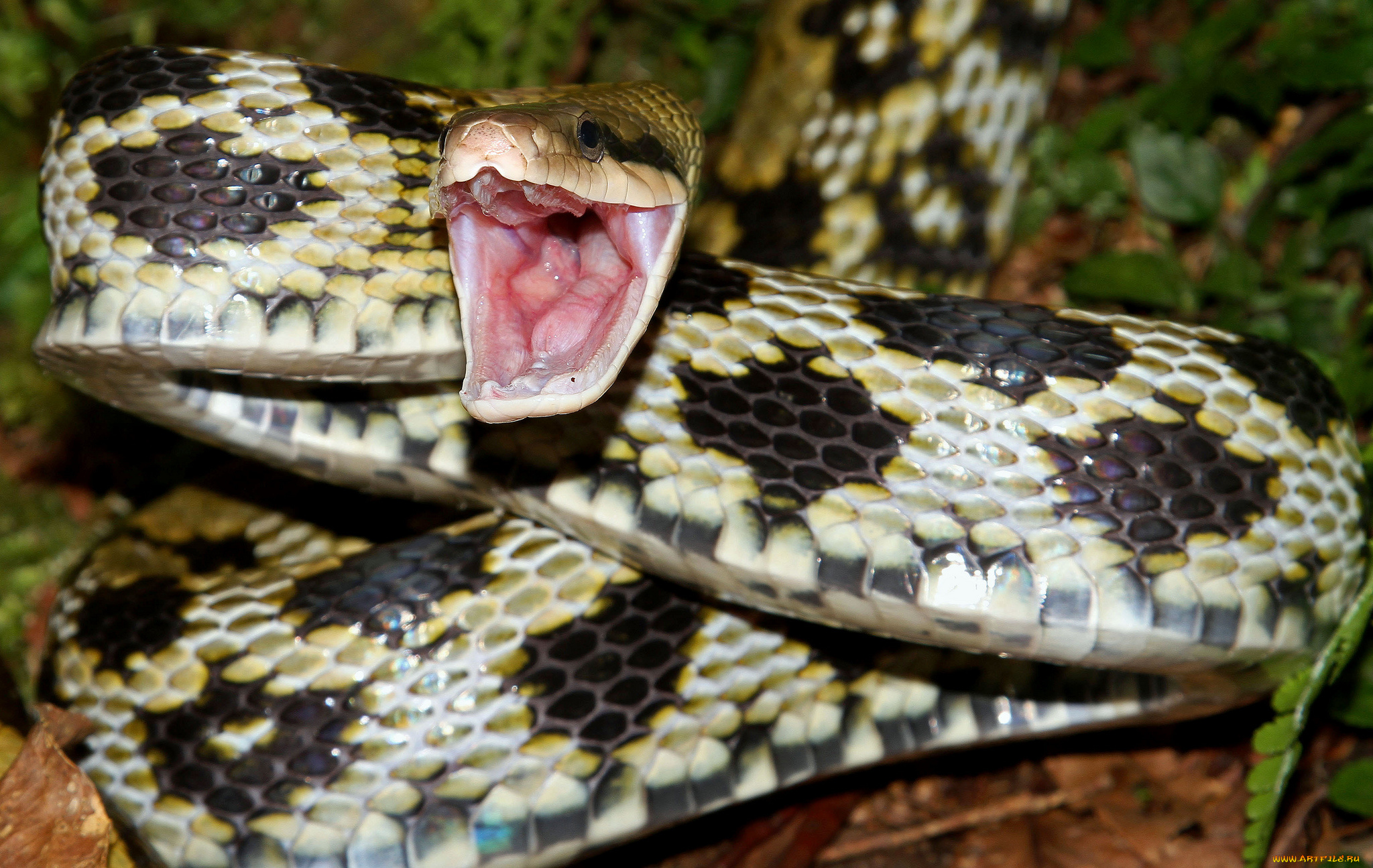 животные, змеи, , питоны, , кобры, змея