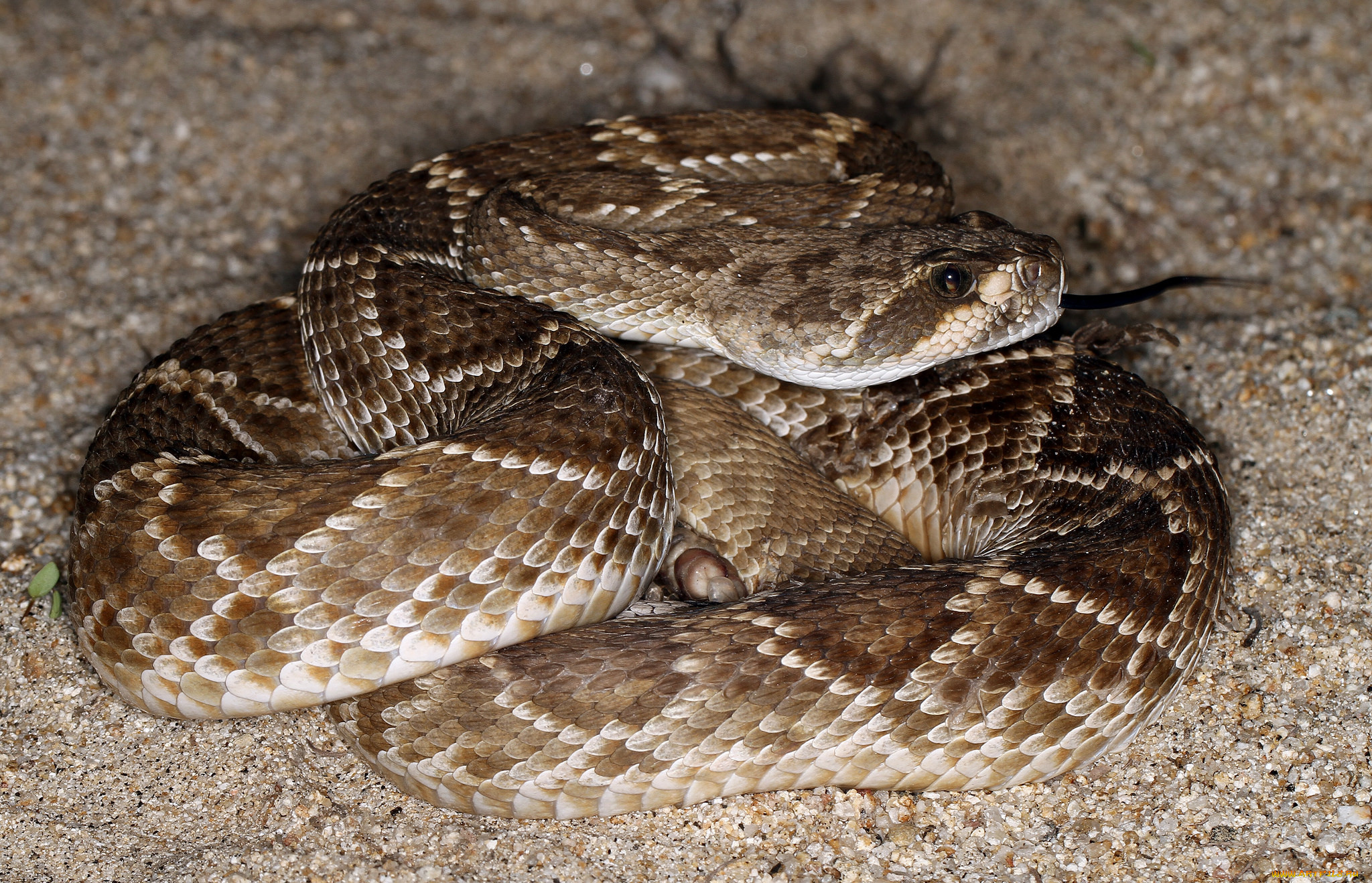 животные, змеи, , питоны, , кобры, змея