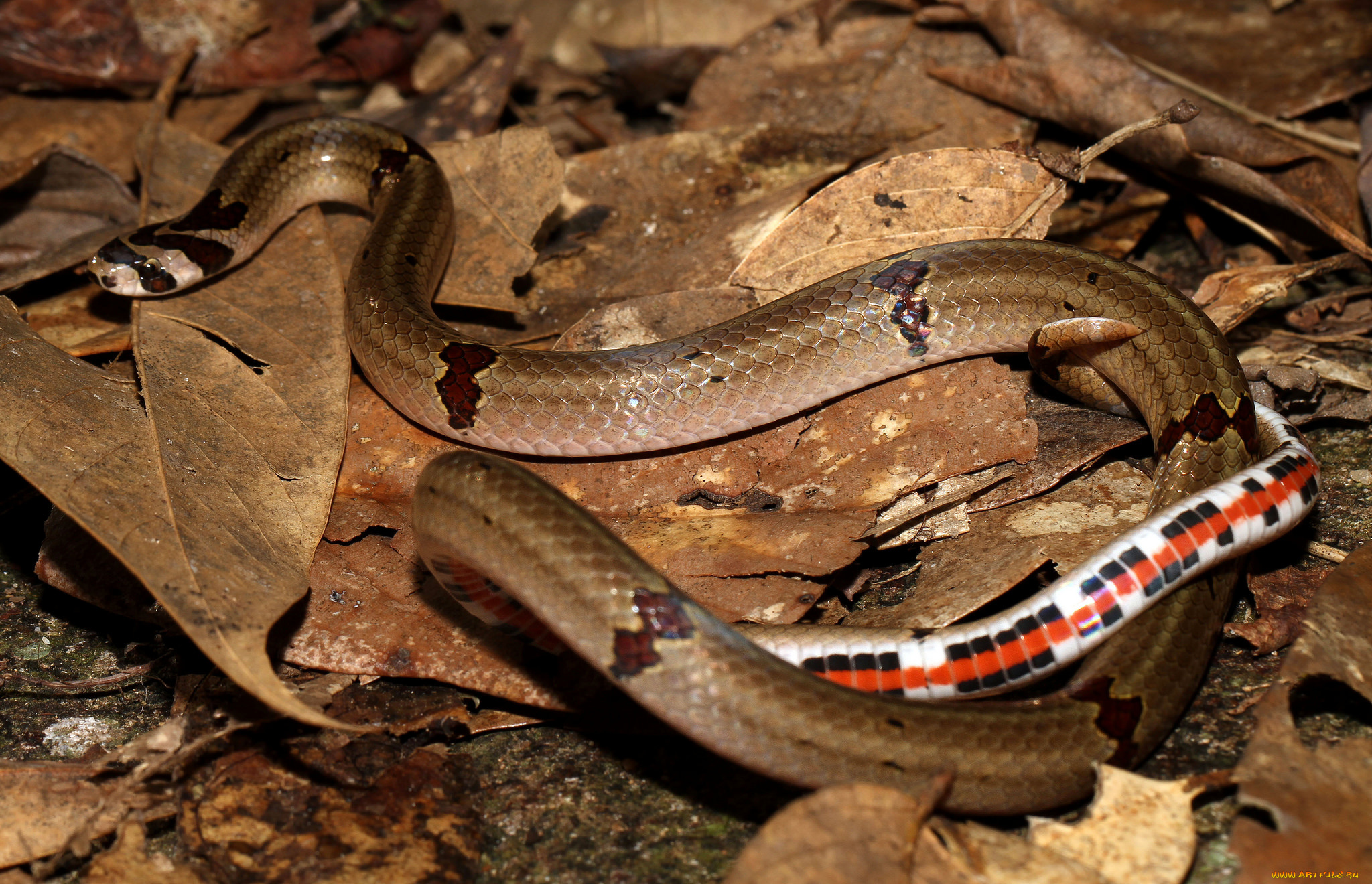 животные, змеи, , питоны, , кобры, змея