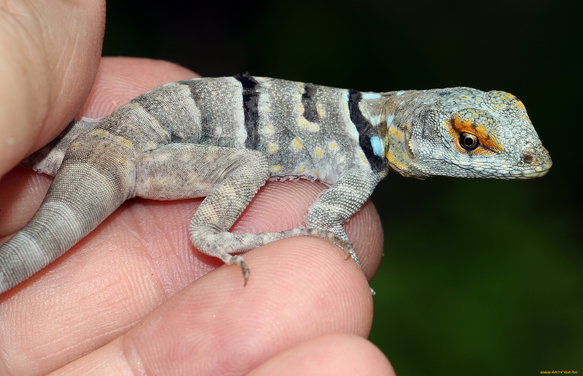 животные, Ящерицы, , игуаны, , вараны, геккон, ящерка