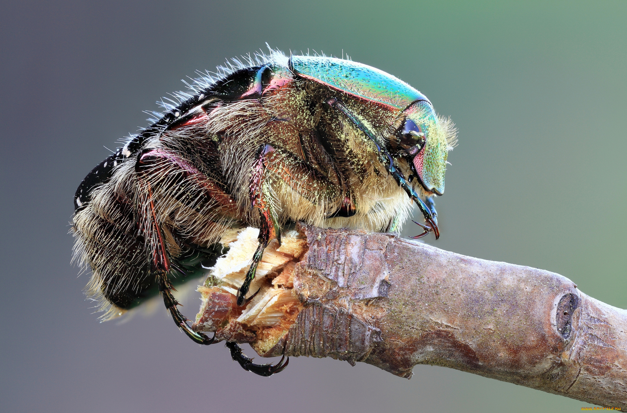 животные, насекомые, жук, сучок