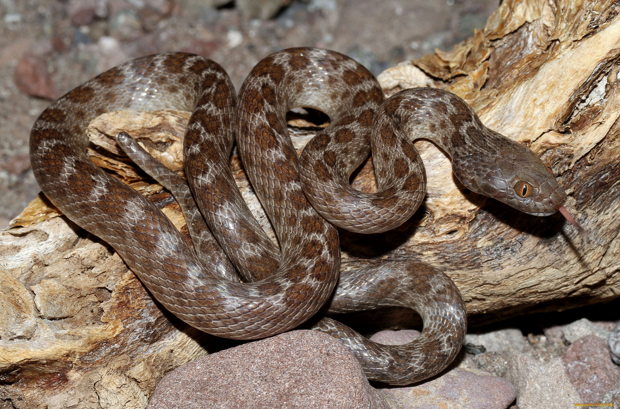 животные, змеи, , питоны, , кобры, змея