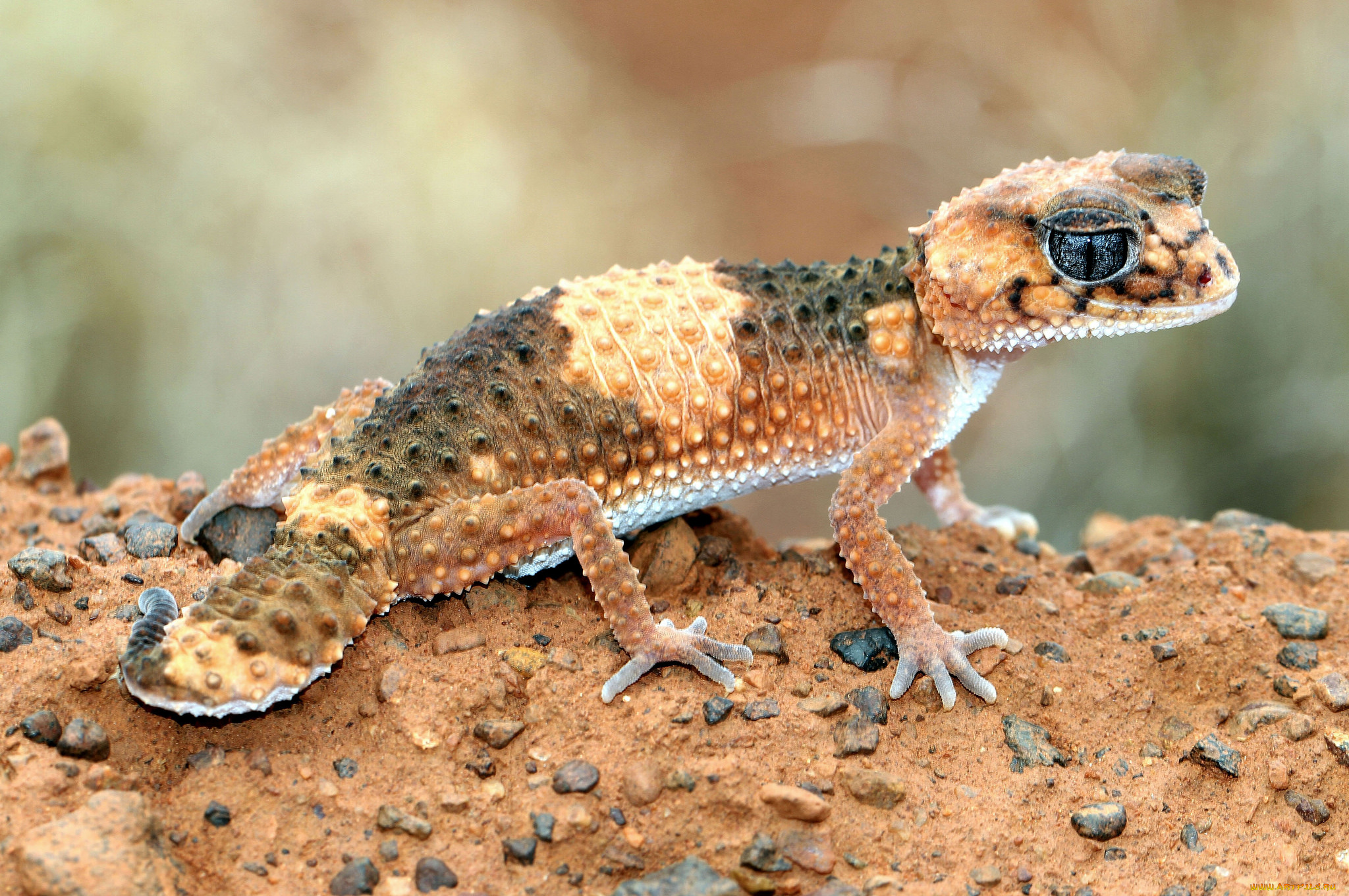 животные, Ящерицы, , игуаны, , вараны, геккон