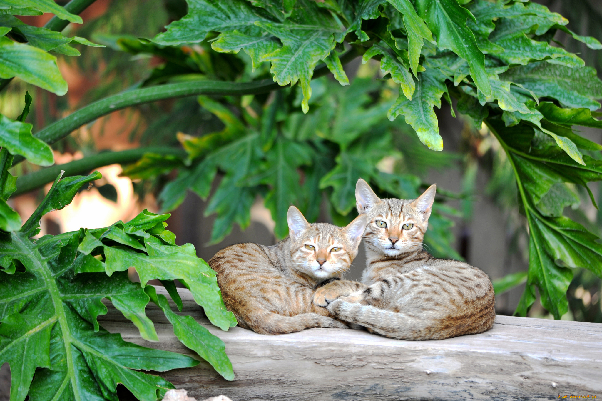 животные, коты, доска, пара, котики, листья