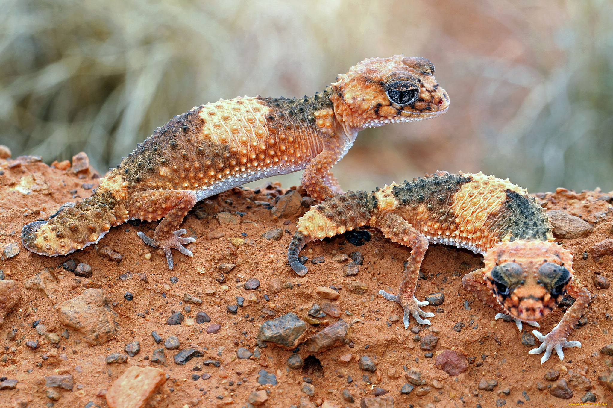 животные, Ящерицы, , игуаны, , вараны, гекконы