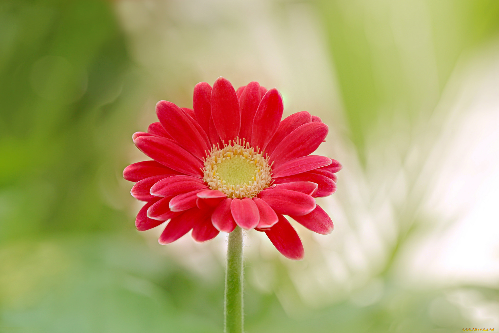 цветы, орхидеи, красная, гербера, цветок