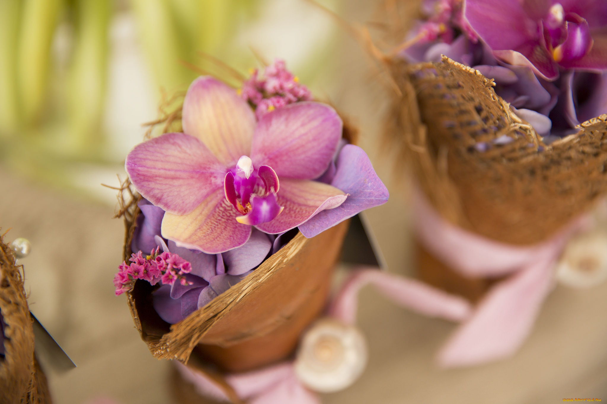 цветы, орхидеи, орхидея, цветок, лепестки