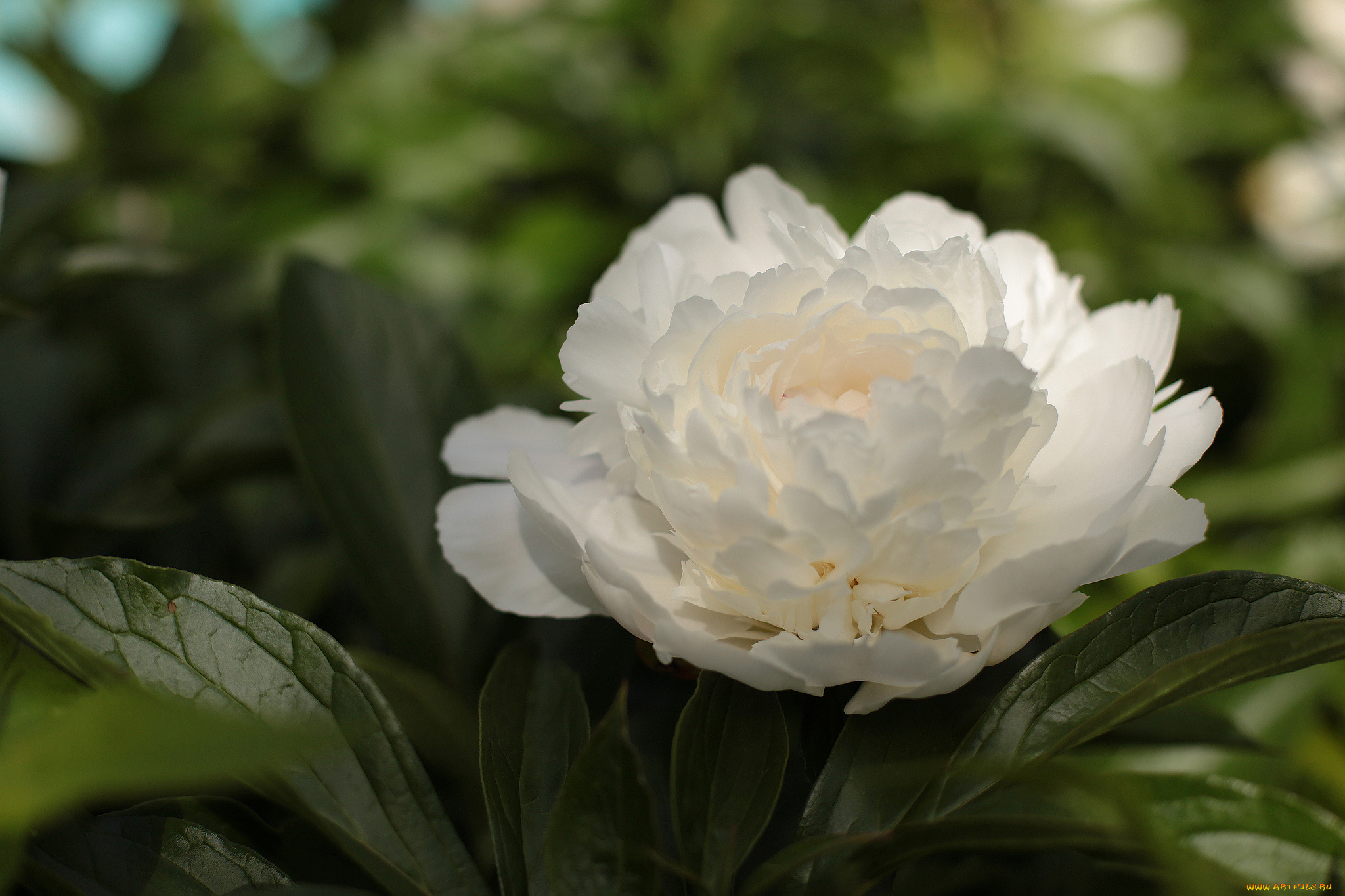 цветы, пионы, куст, белые