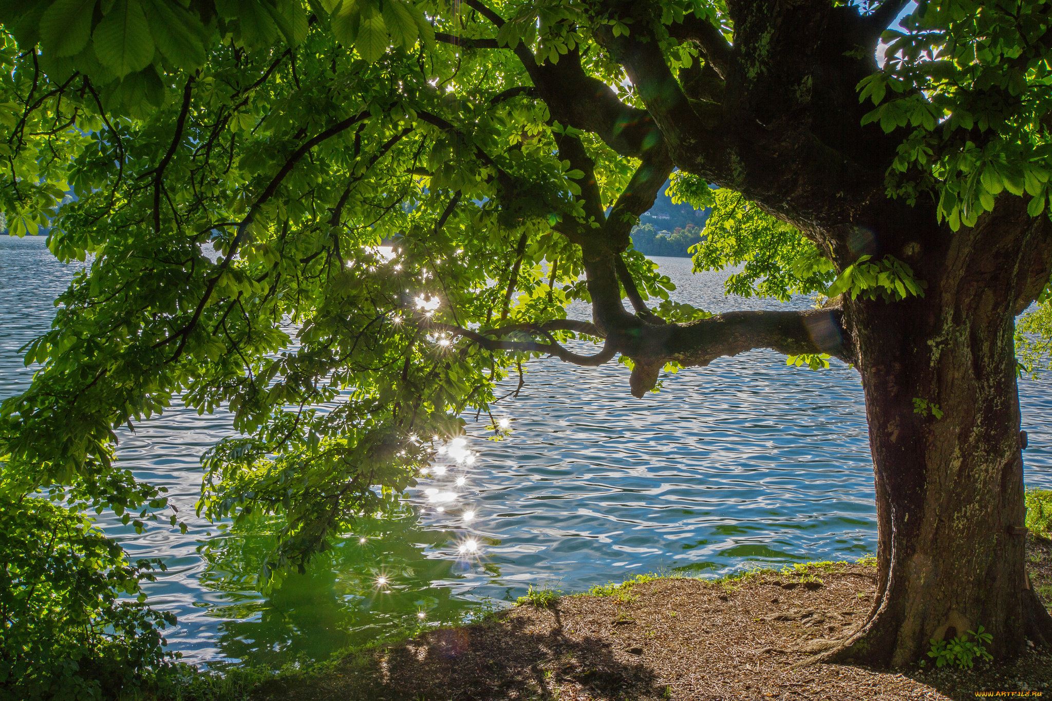 природа, реки, озера, листья, зелень, каштан, лето, блики, река, дерево