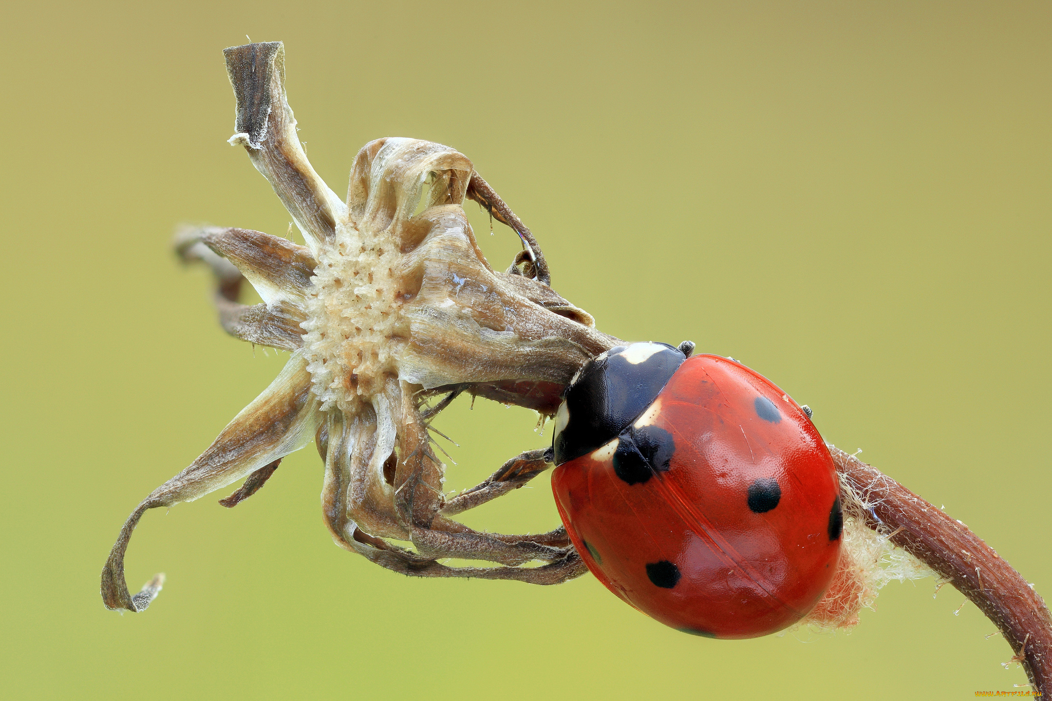 животные, божьи, коровки, божья, коровка, цветок