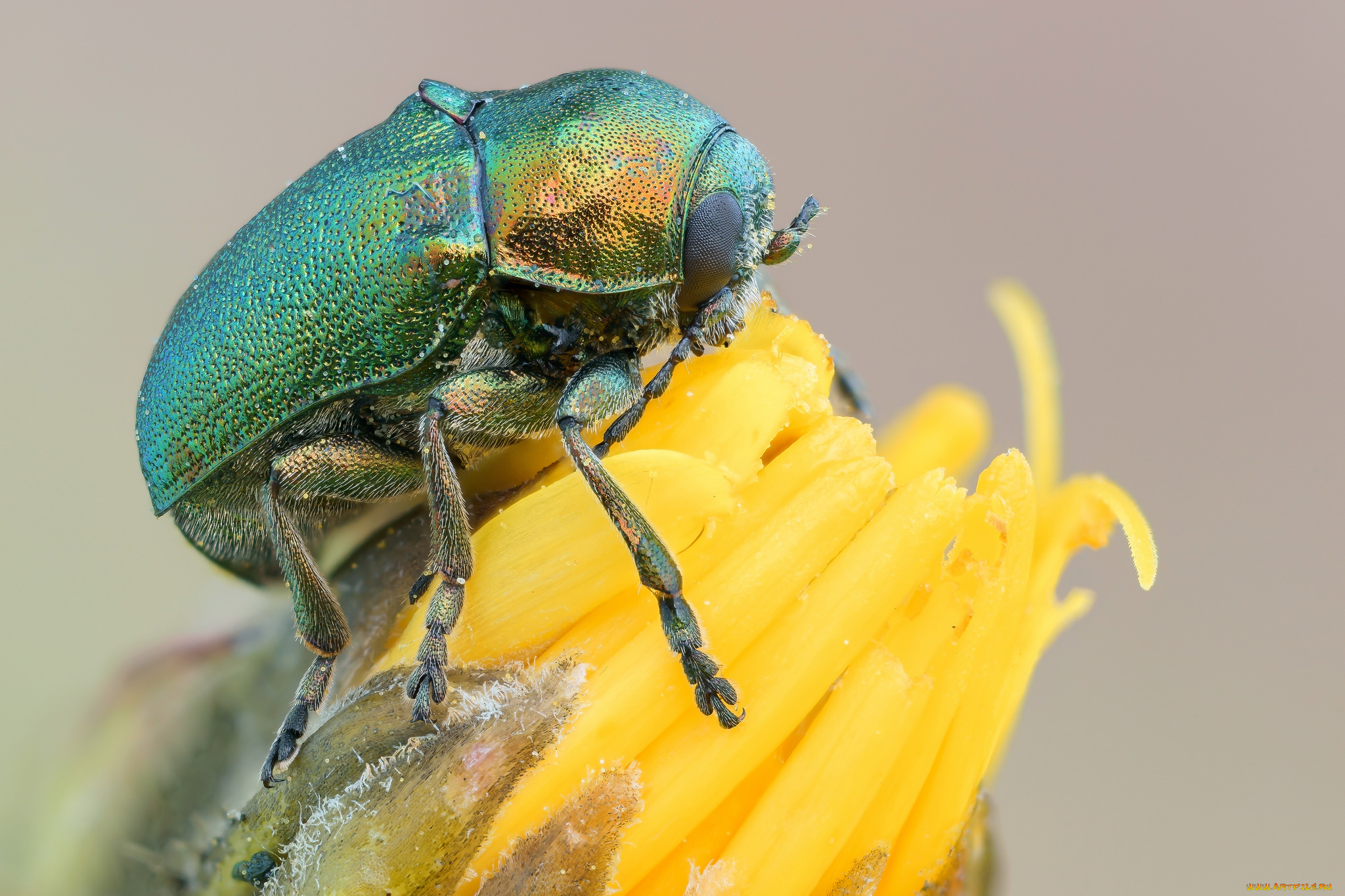 животные, насекомые, цветок, жук