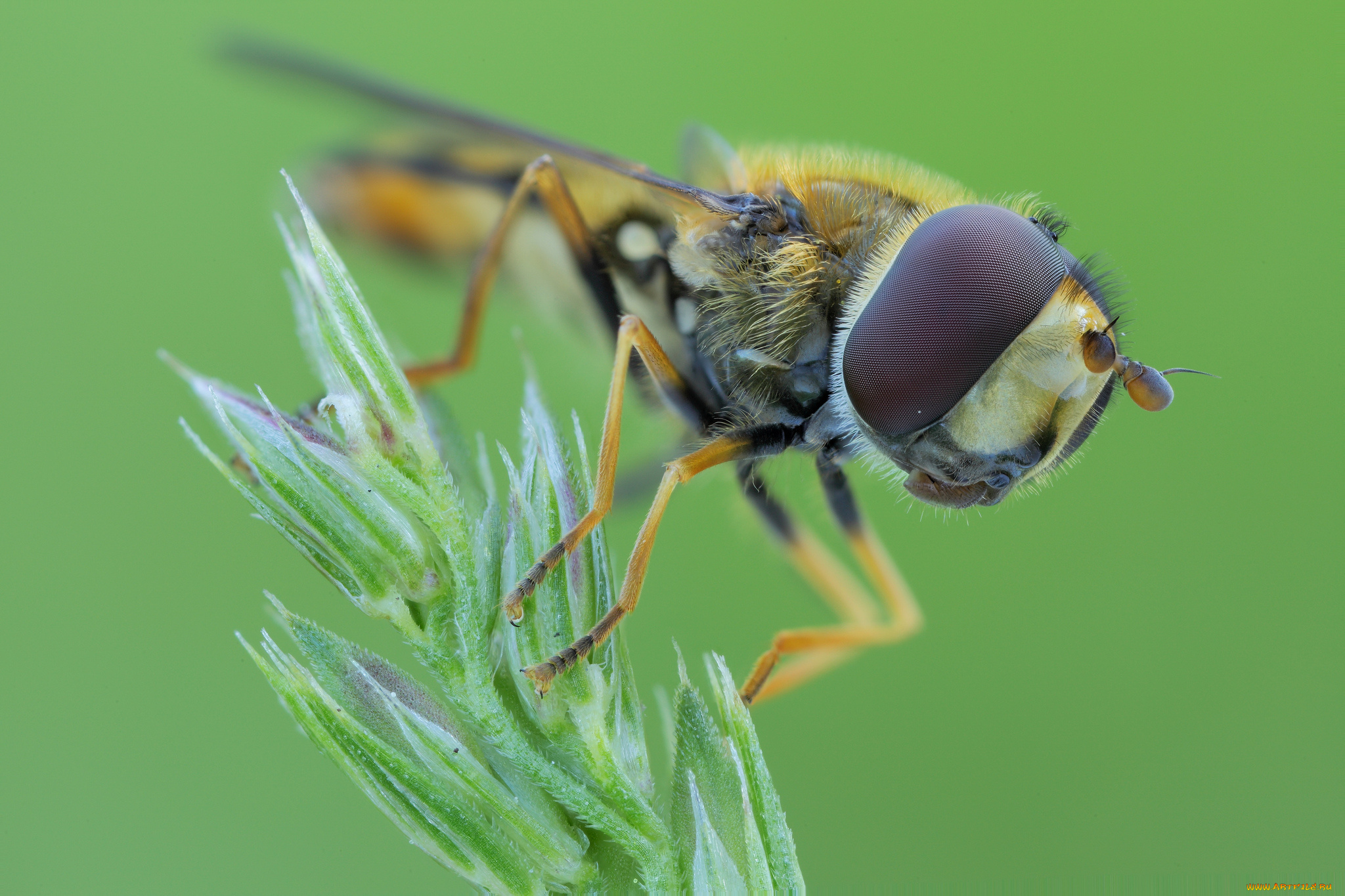 животные, насекомые, муха, ветка