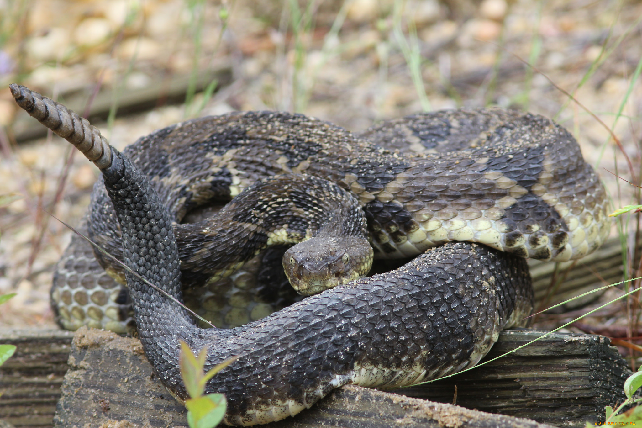 животные, змеи, , питоны, , кобры, гремучка