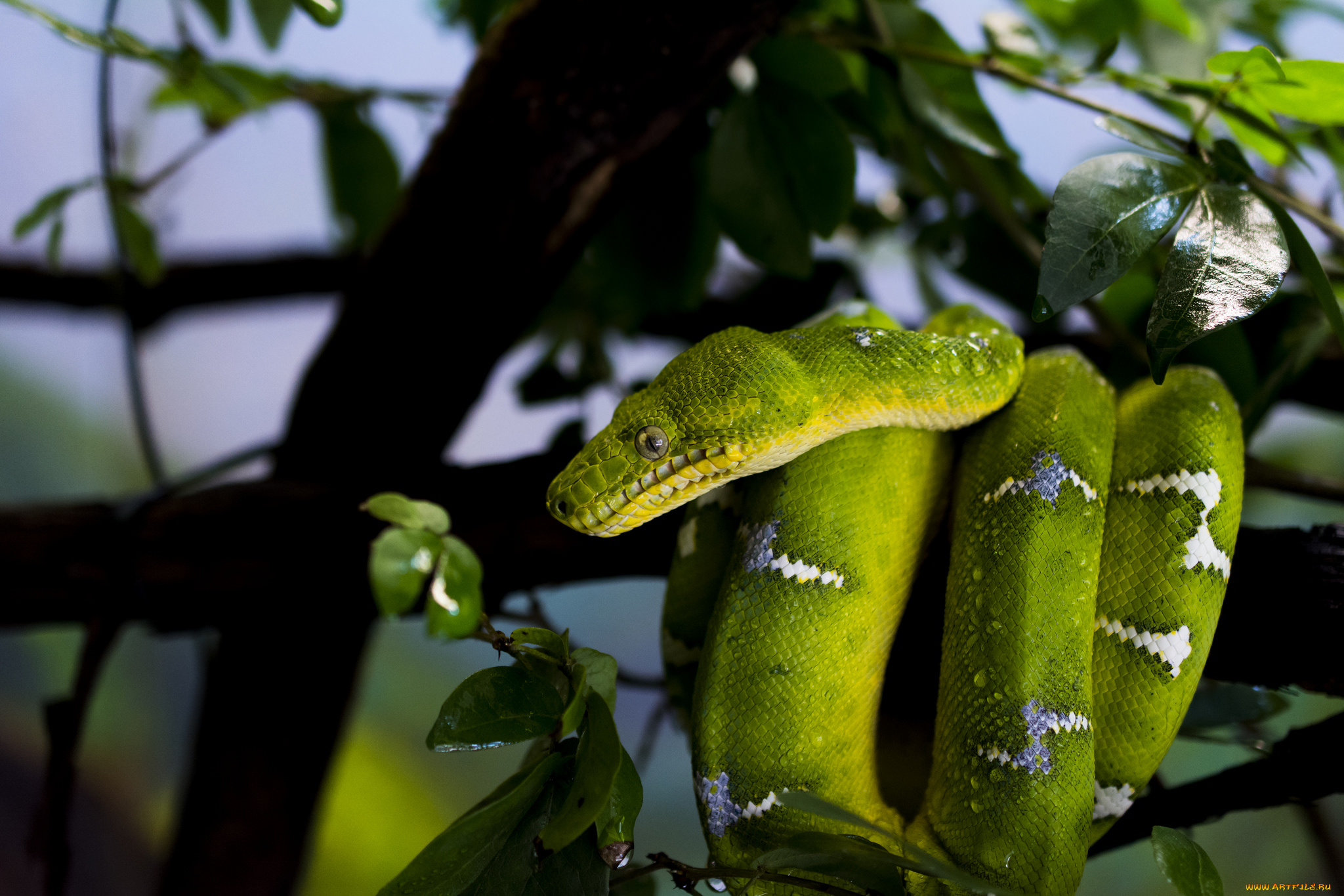 животные, змеи, , питоны, , кобры, капли, листья, маскировка, ветки, дерево, питон