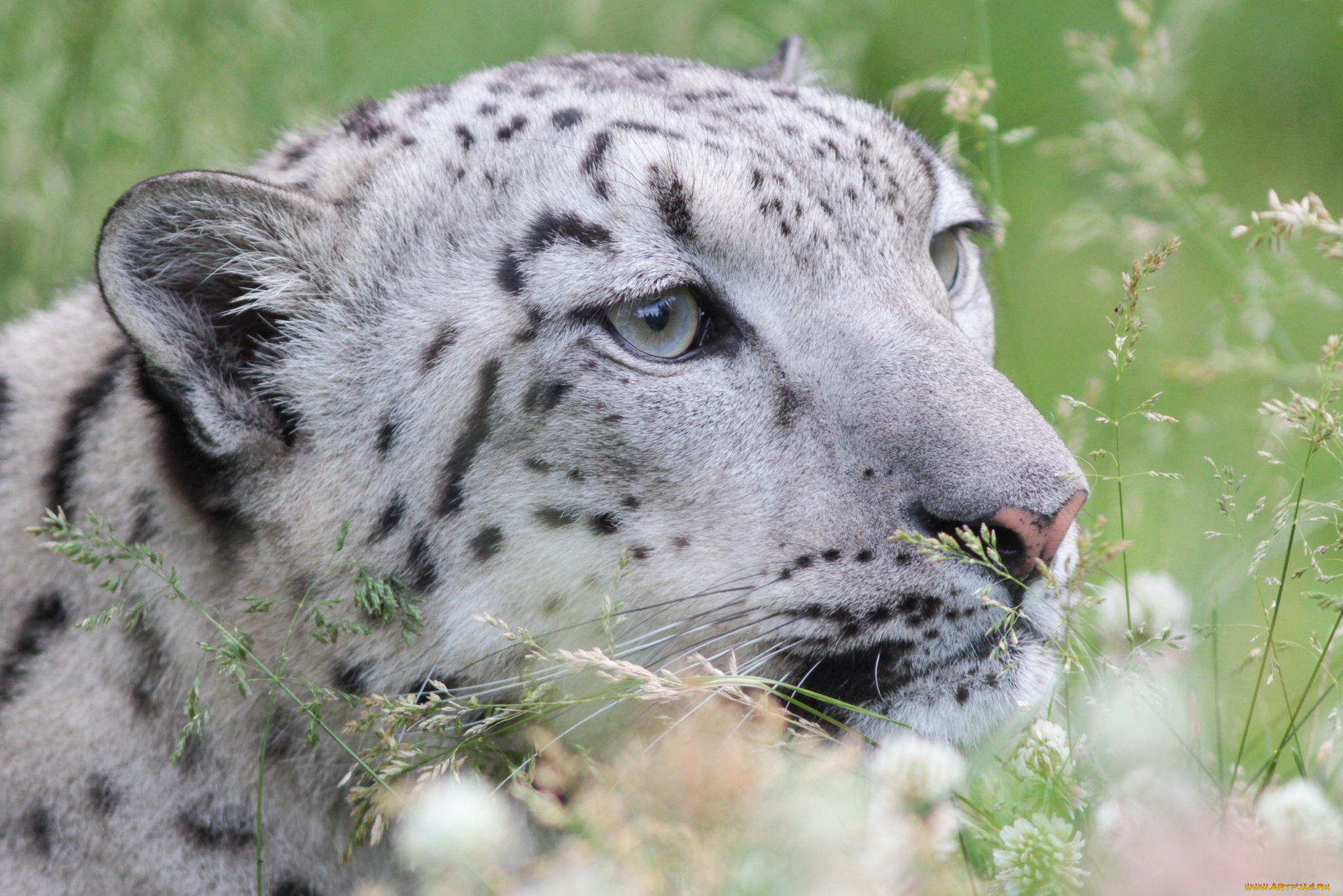 животные, снежный, барс, , ирбис, охота, трава, снежный, барс