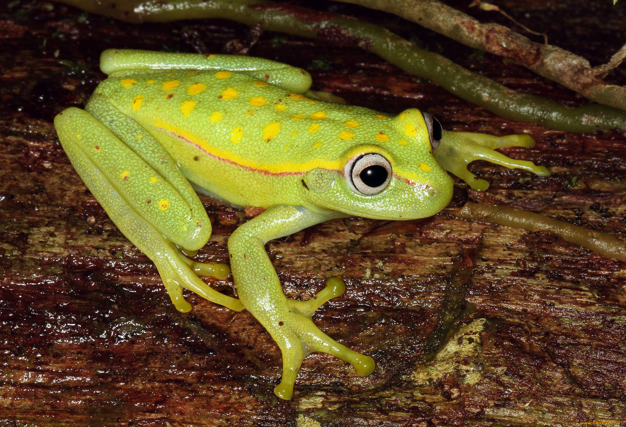 животные, лягушки, лягушка