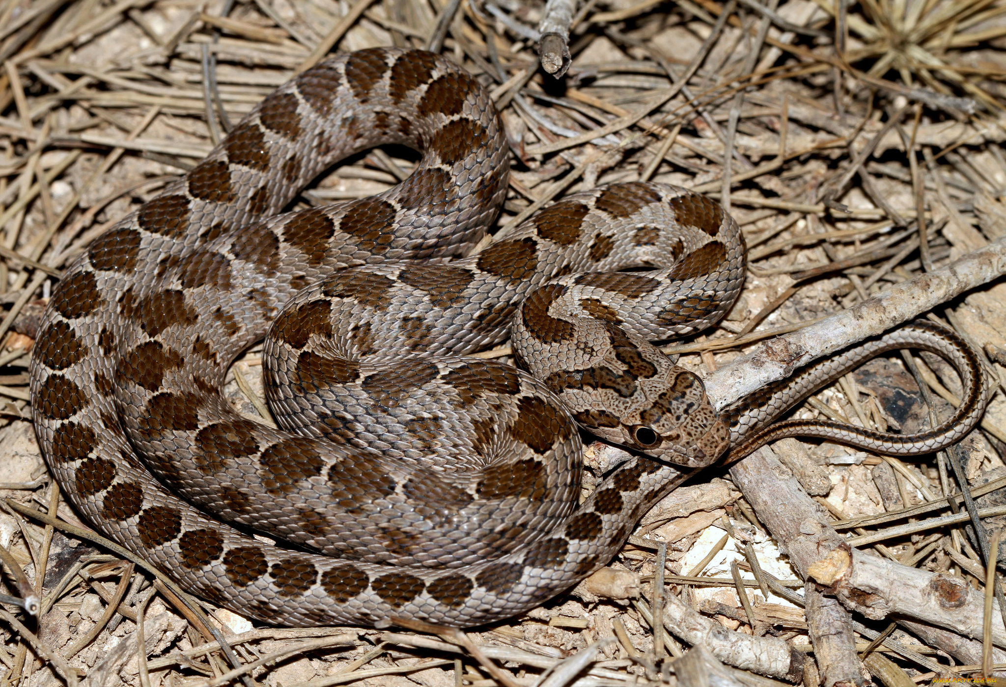 животные, змеи, , питоны, , кобры, змея