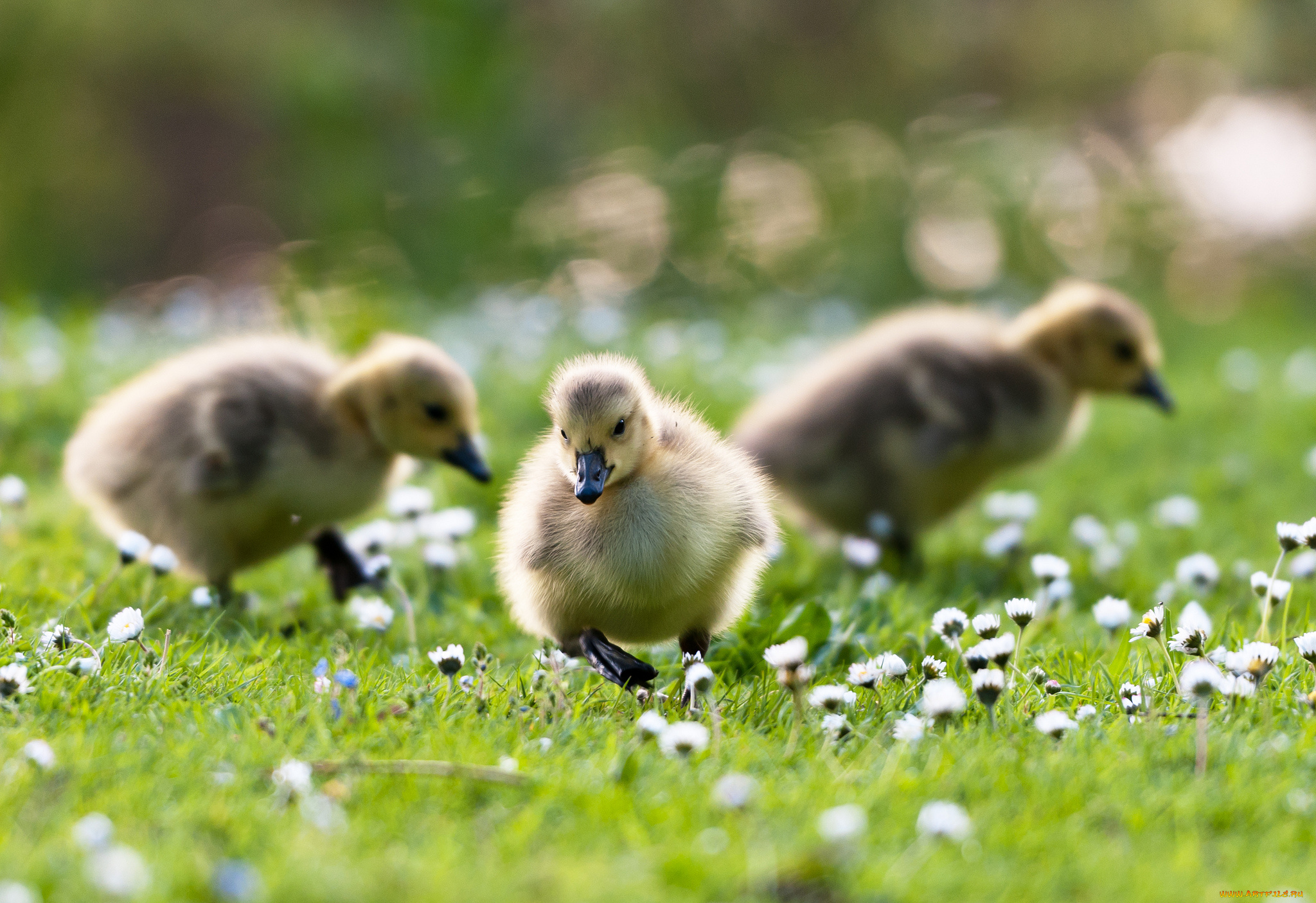 животные, утки, цветы, травка, маленькие, утята