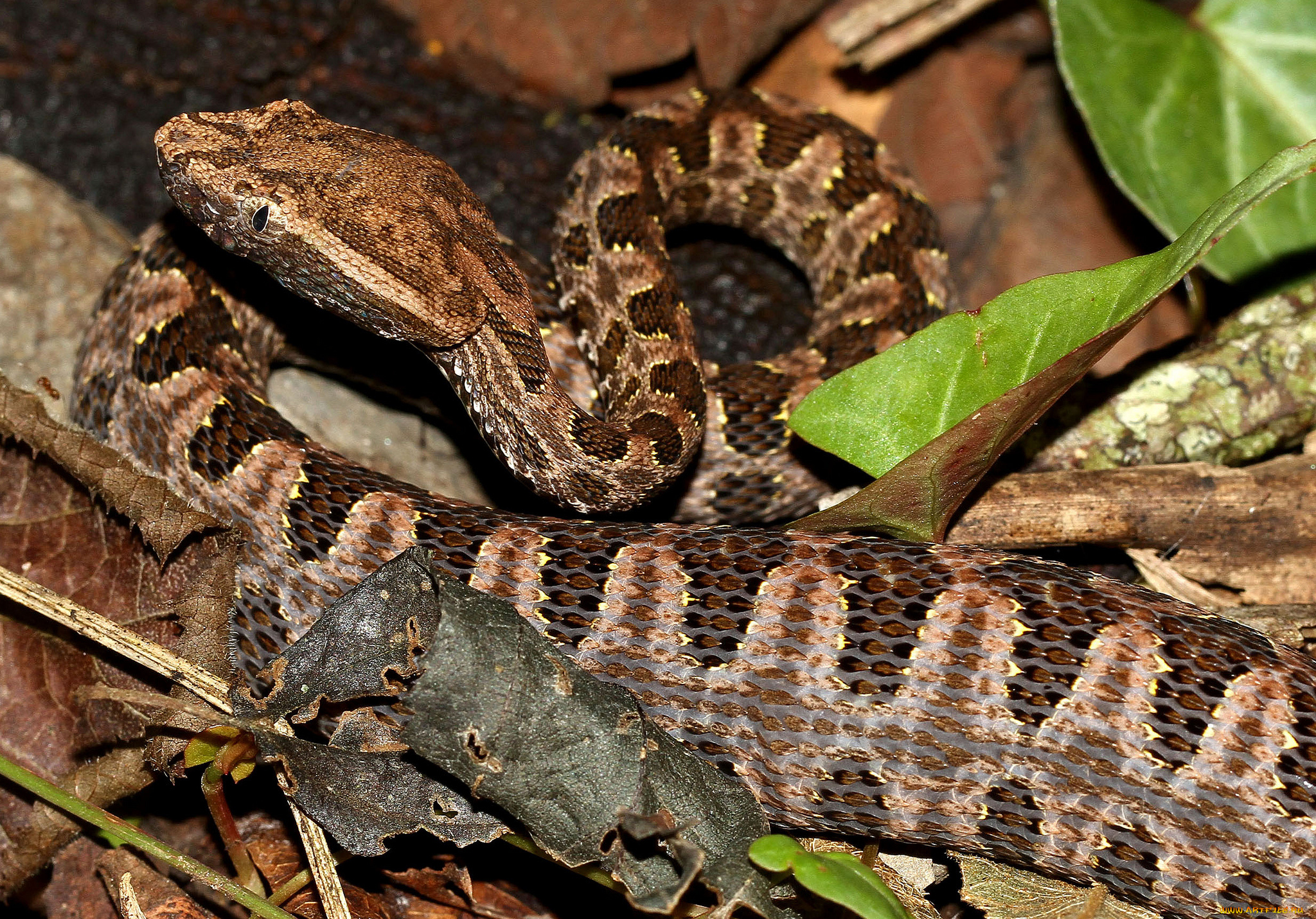 животные, змеи, , питоны, , кобры, змея