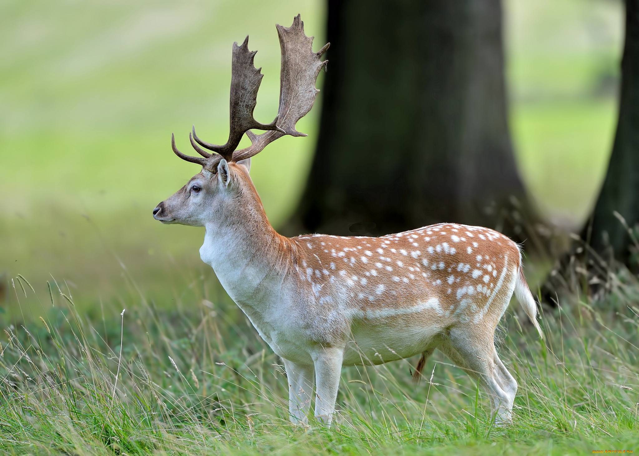 животные, олени, олень, пятнистые