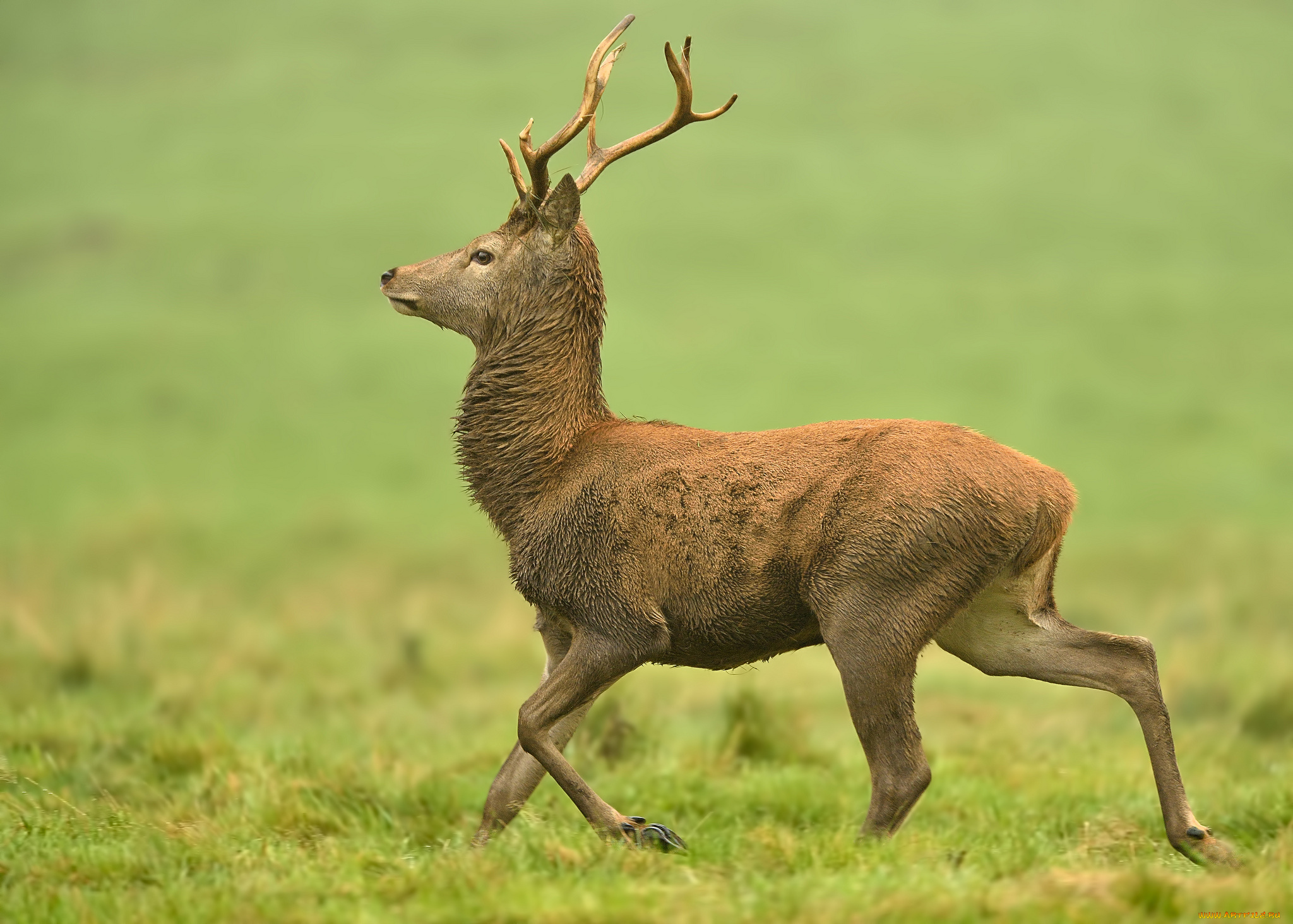 животные, олени, олень, рога