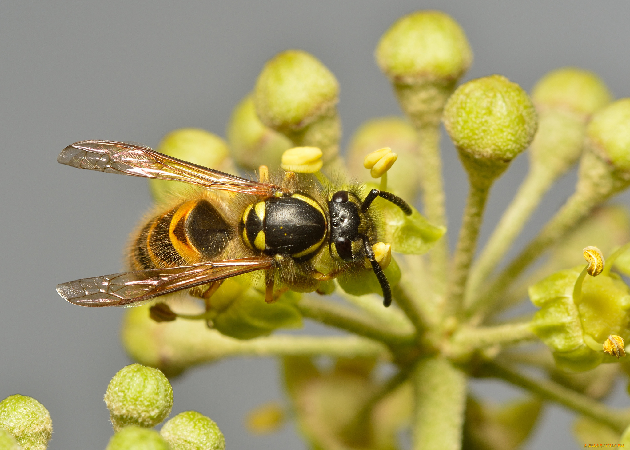 животные, пчелы, , осы, , шмели, цветок, оса