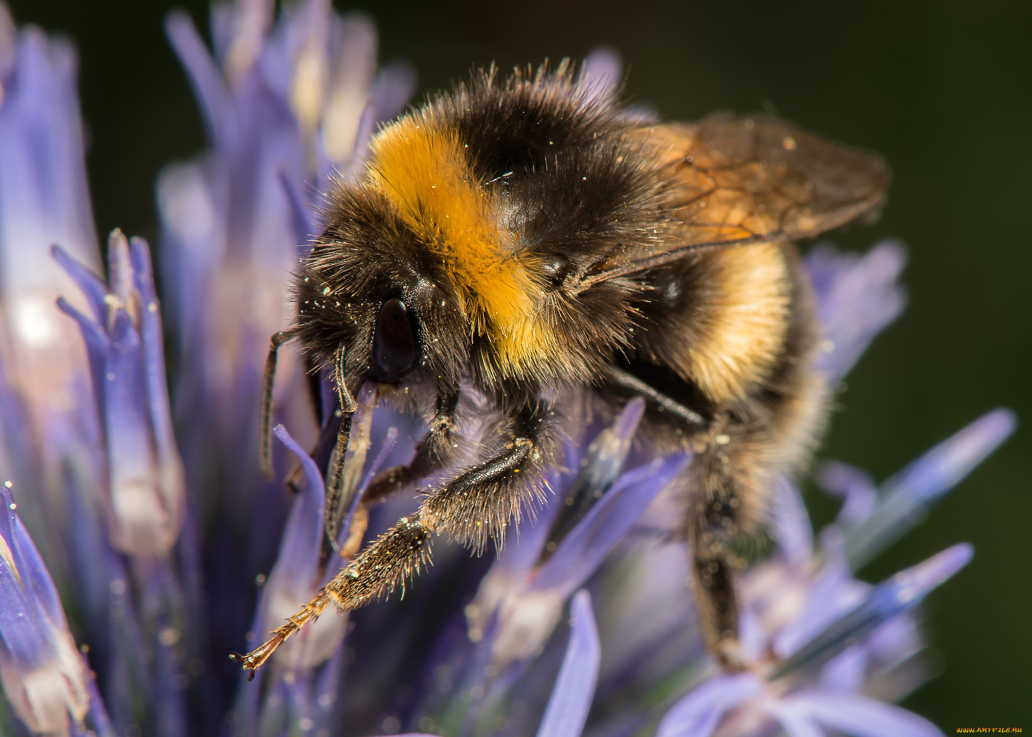 животные, пчелы, , осы, , шмели, шмель, цветок