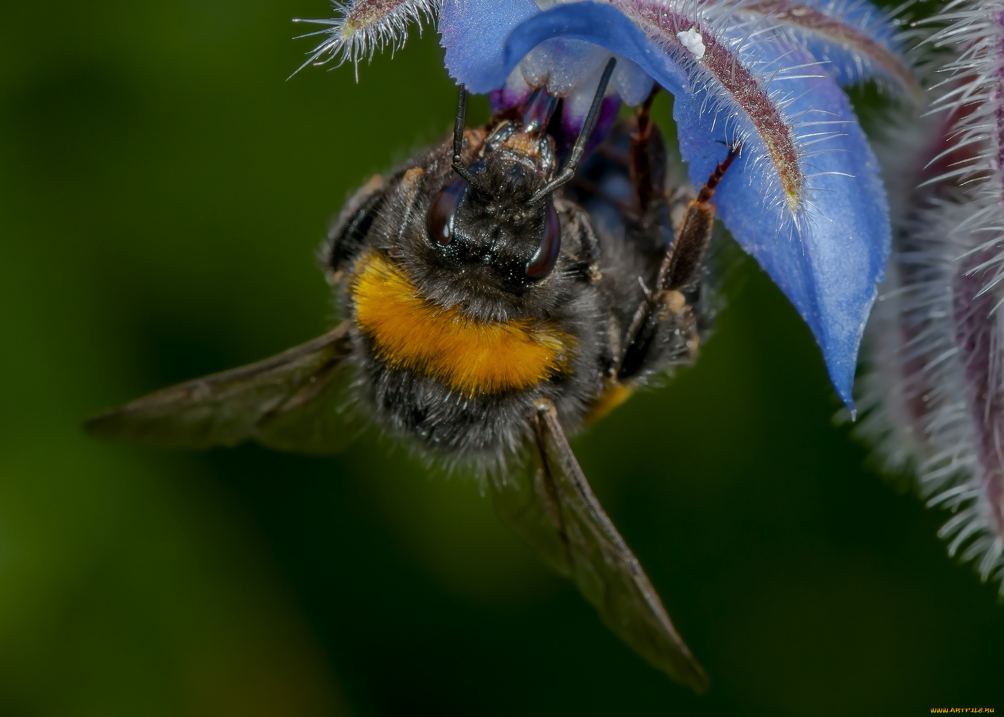 животные, пчелы, , осы, , шмели, шмель, цветок