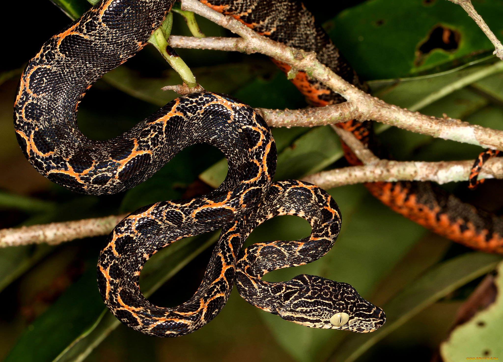 животные, змеи, , питоны, , кобры, змея