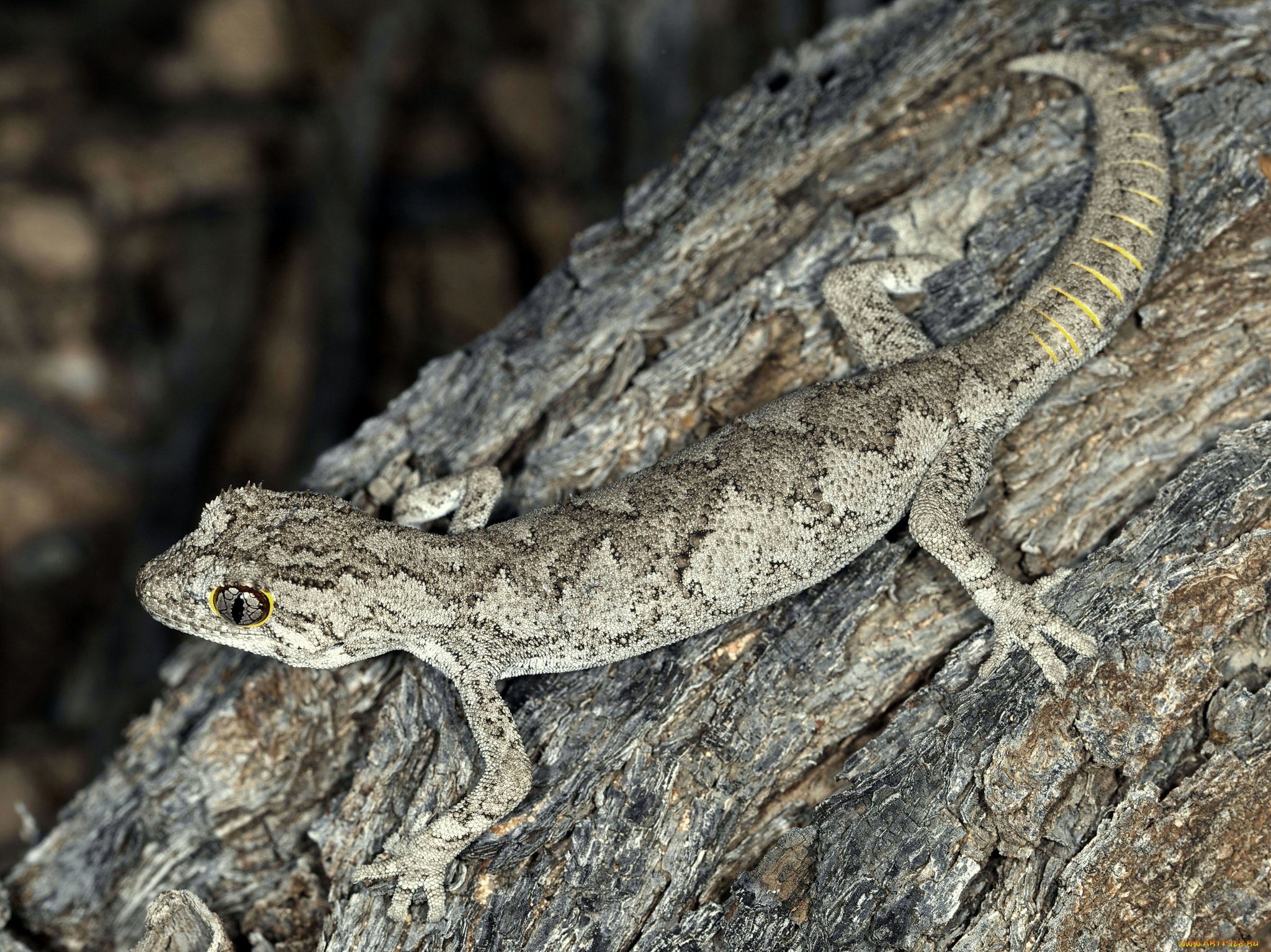 животные, Ящерицы, , игуаны, , вараны, геккон