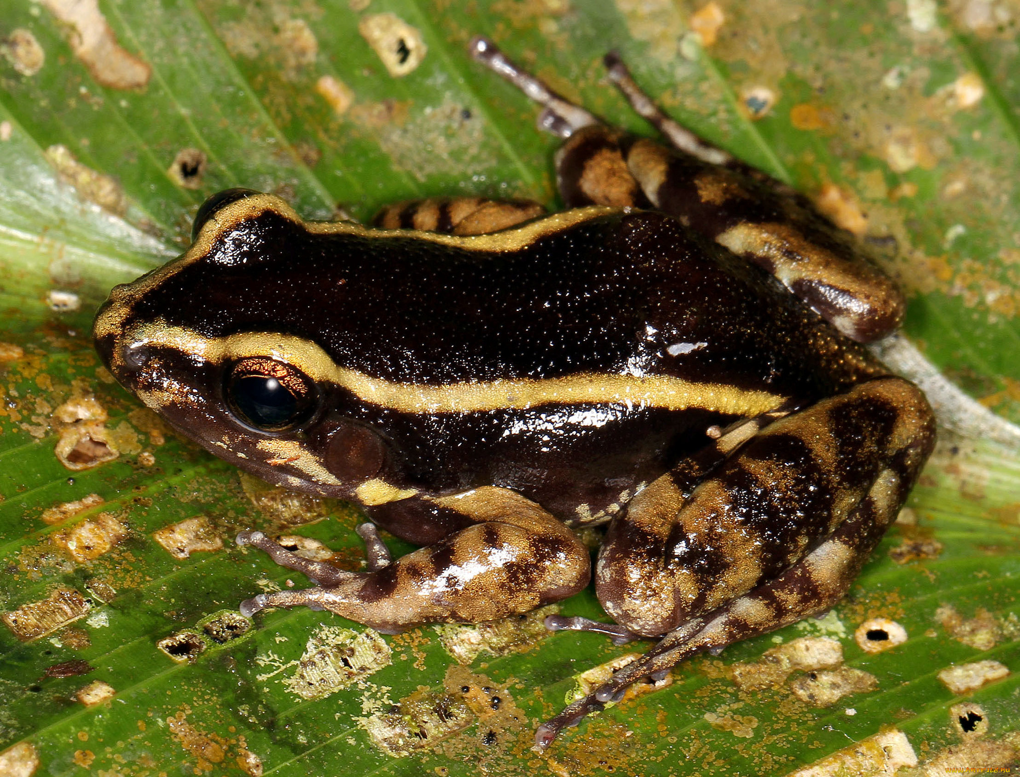 животные, лягушки, лягушка
