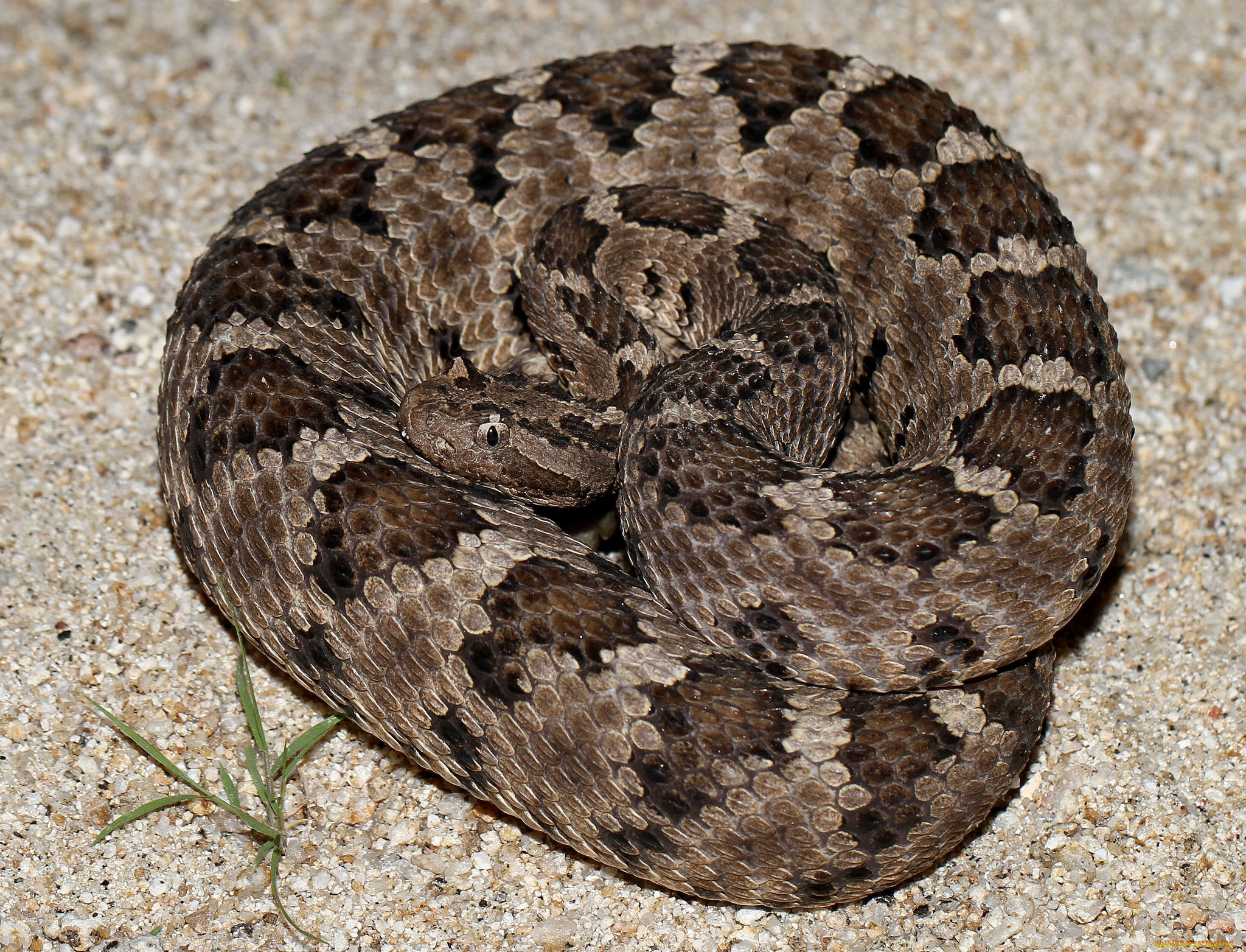 животные, змеи, , питоны, , кобры, змея