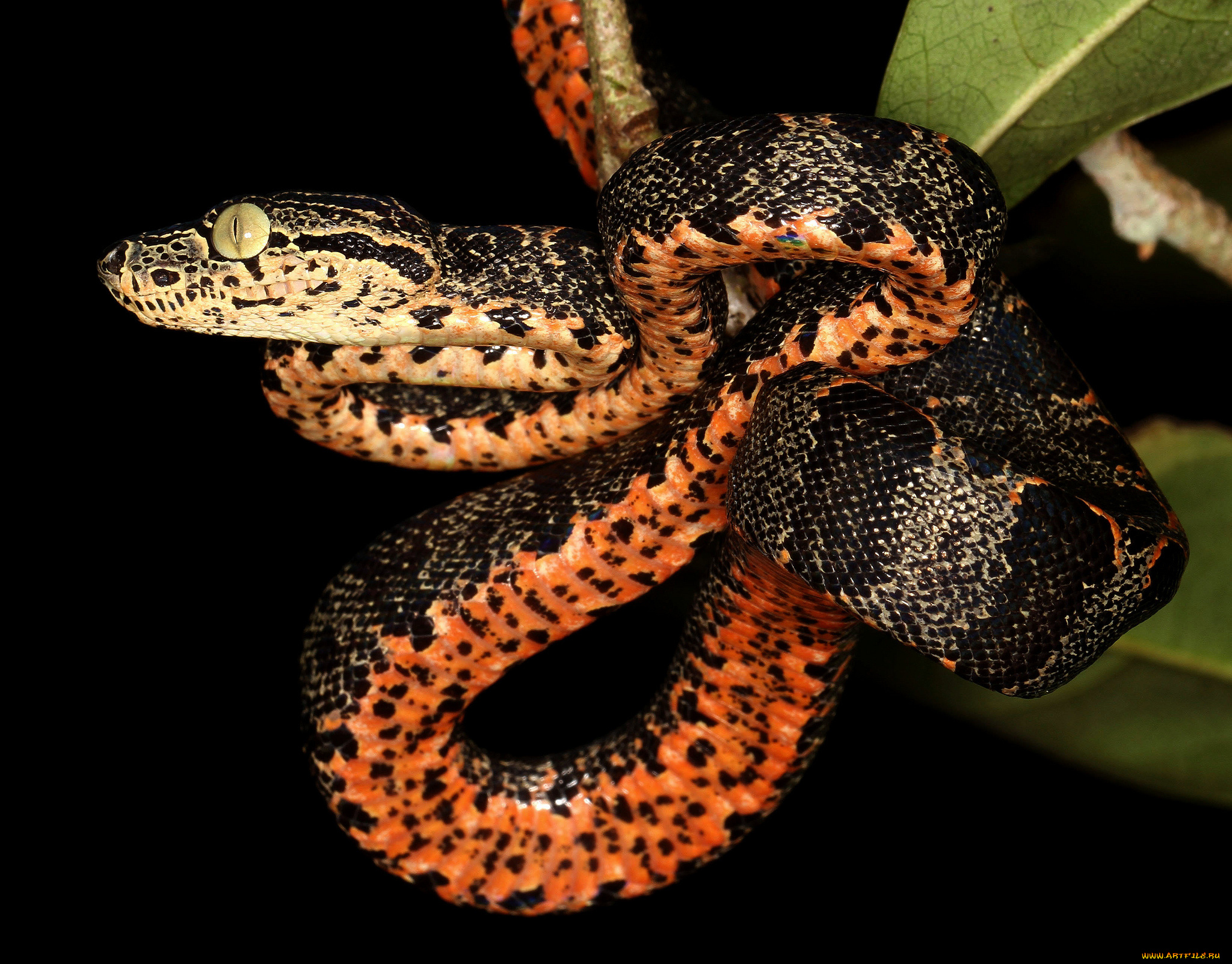 животные, змеи, , питоны, , кобры, змея