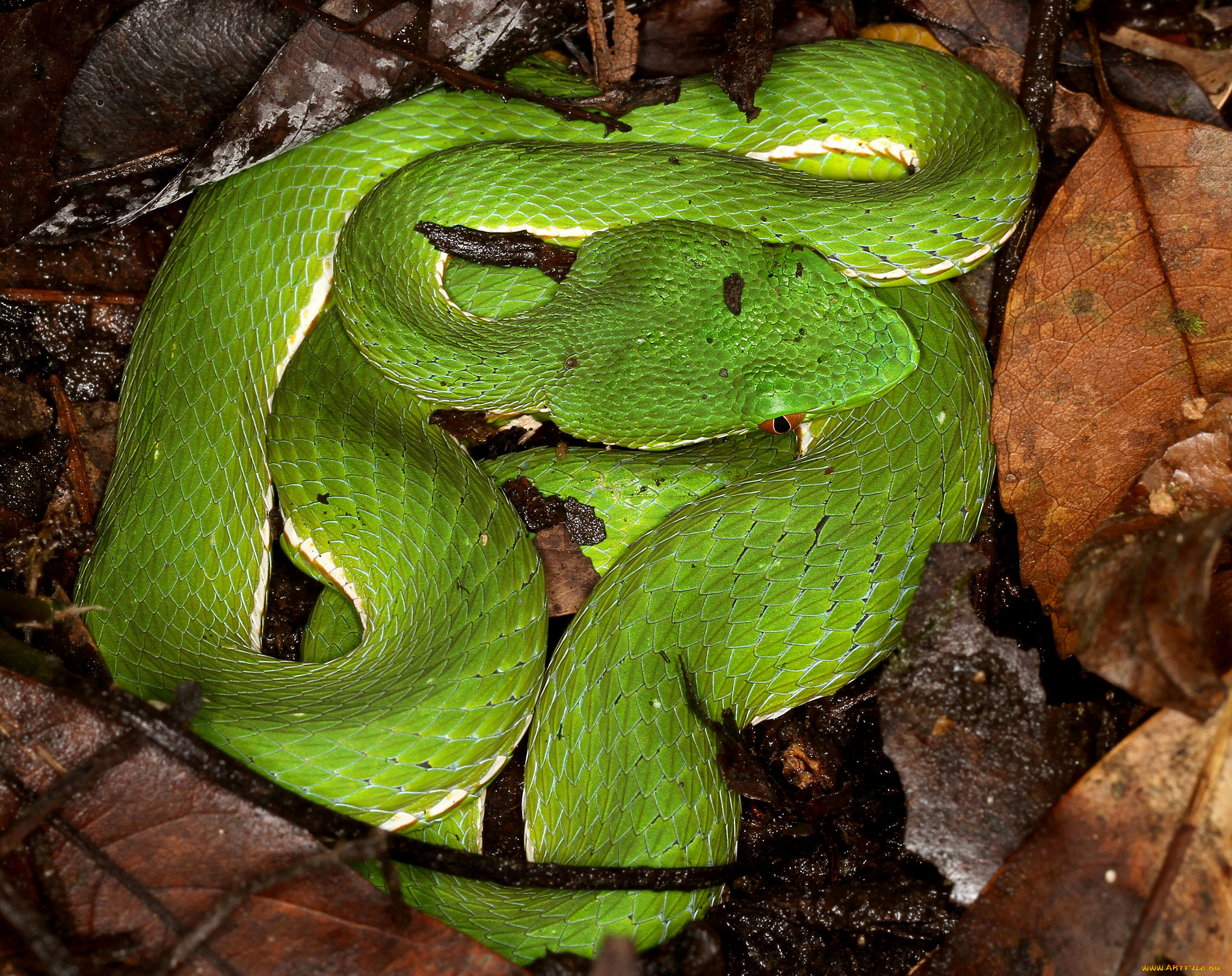 животные, змеи, , питоны, , кобры, змея