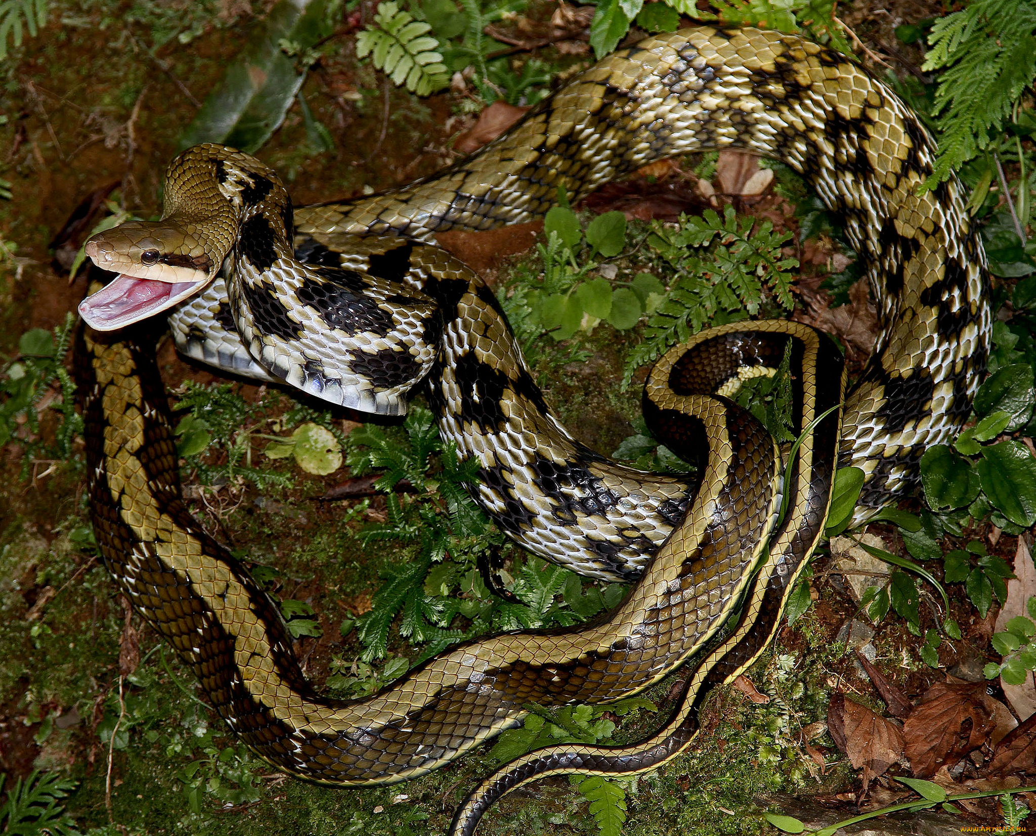 животные, змеи, , питоны, , кобры, змея
