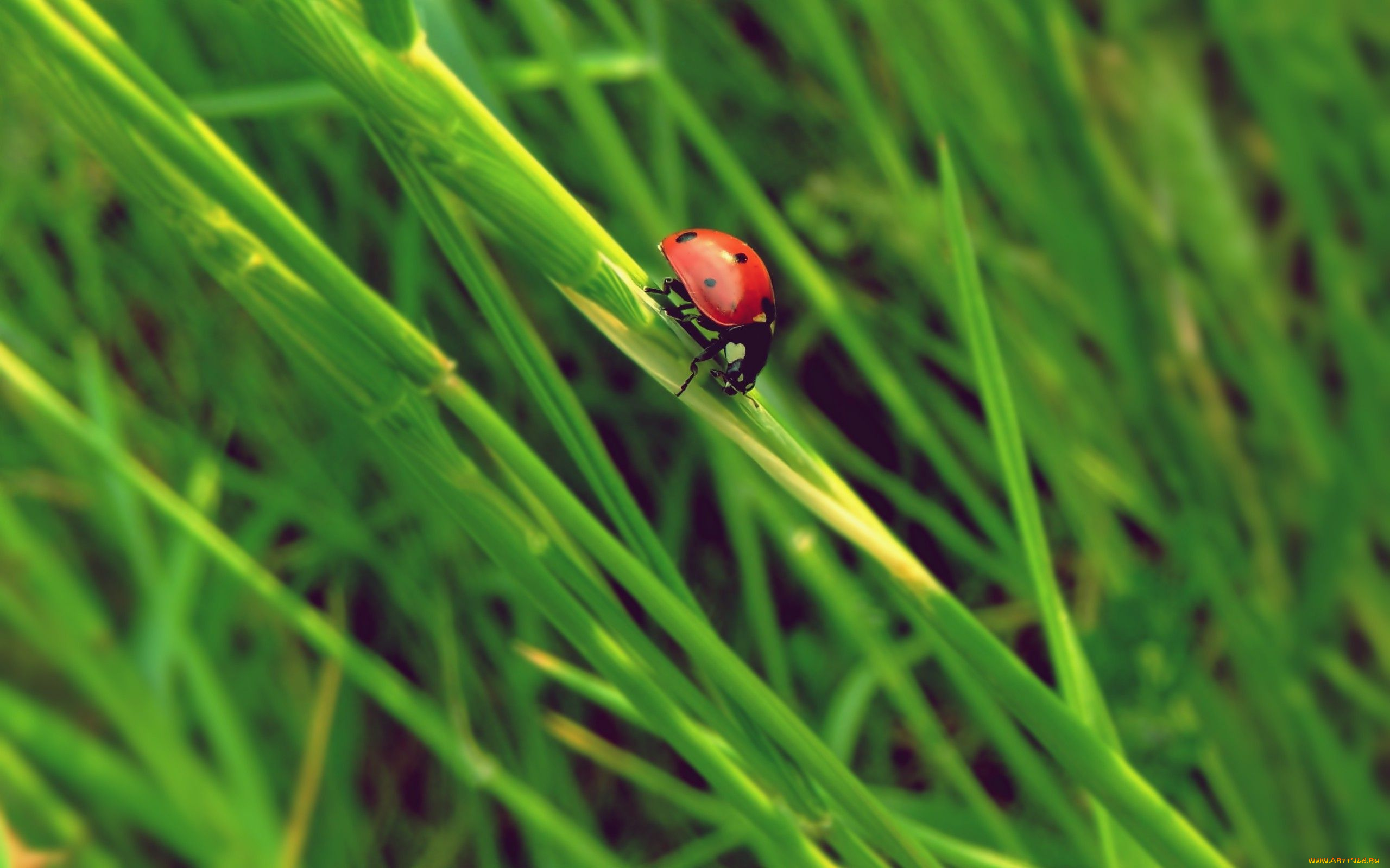 животные, божьи, коровки, трава