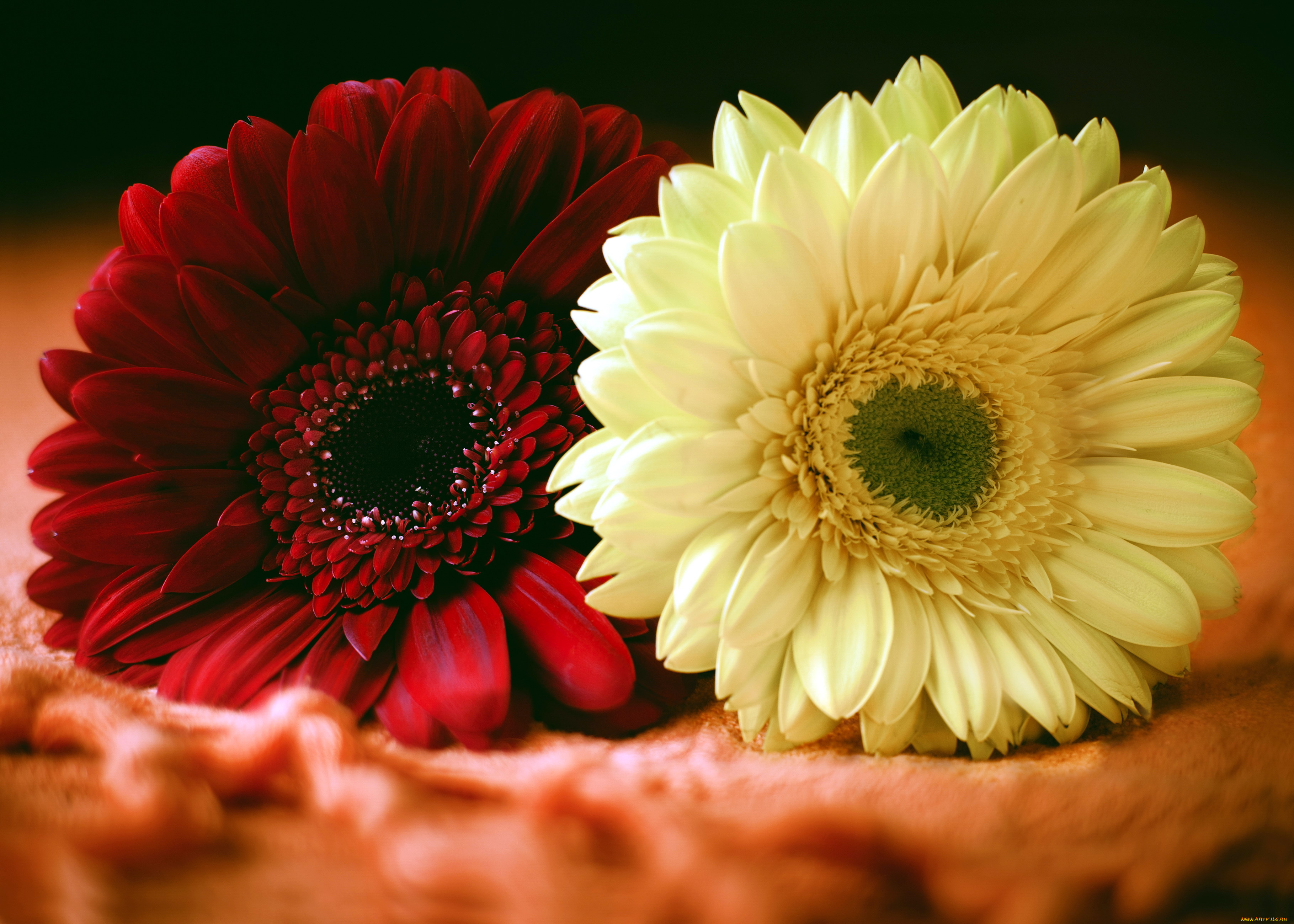 цветы, герберы, дуэт
