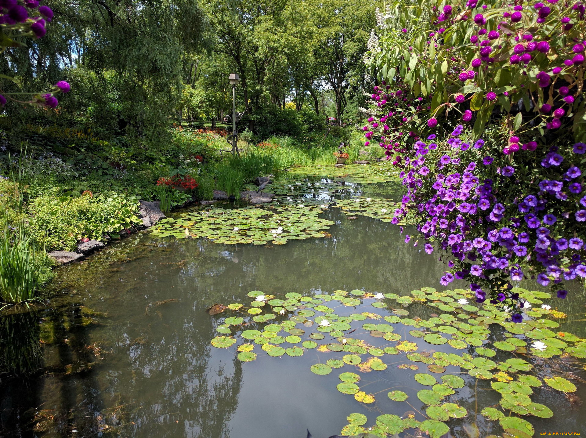 природа, парк, лилии, водоем, пруд