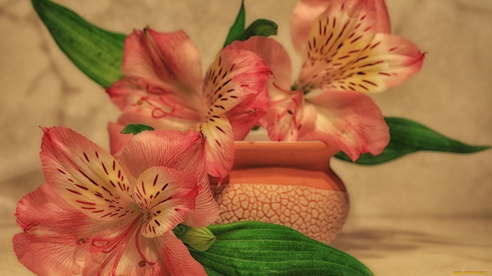 цветы, альстромерия, растения, натюрморт, лето, красота, композиция